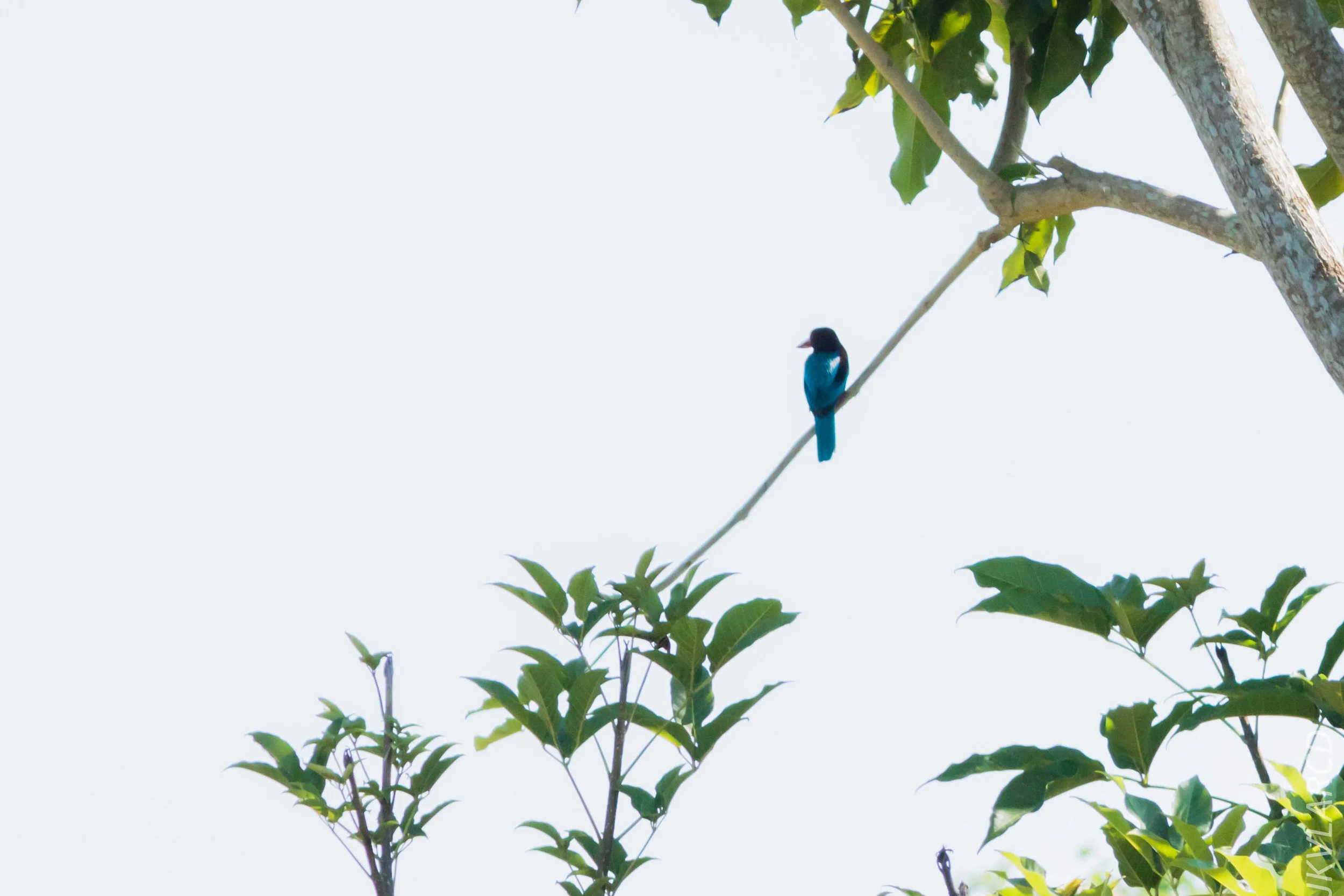 EOS 7D Mark II_2019_04_07_3901.jpg