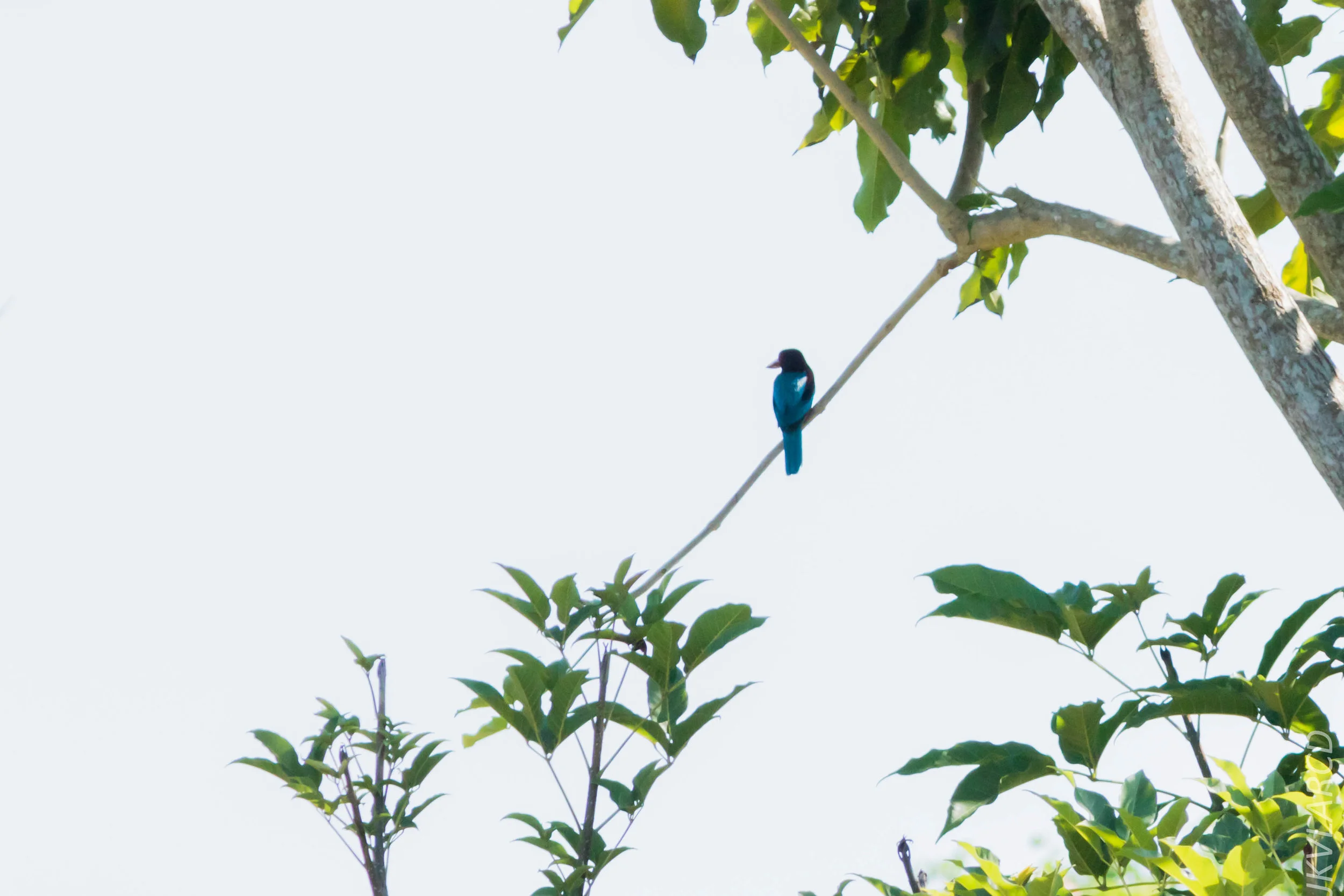 EOS 7D Mark II_2019_04_07_3902.jpg