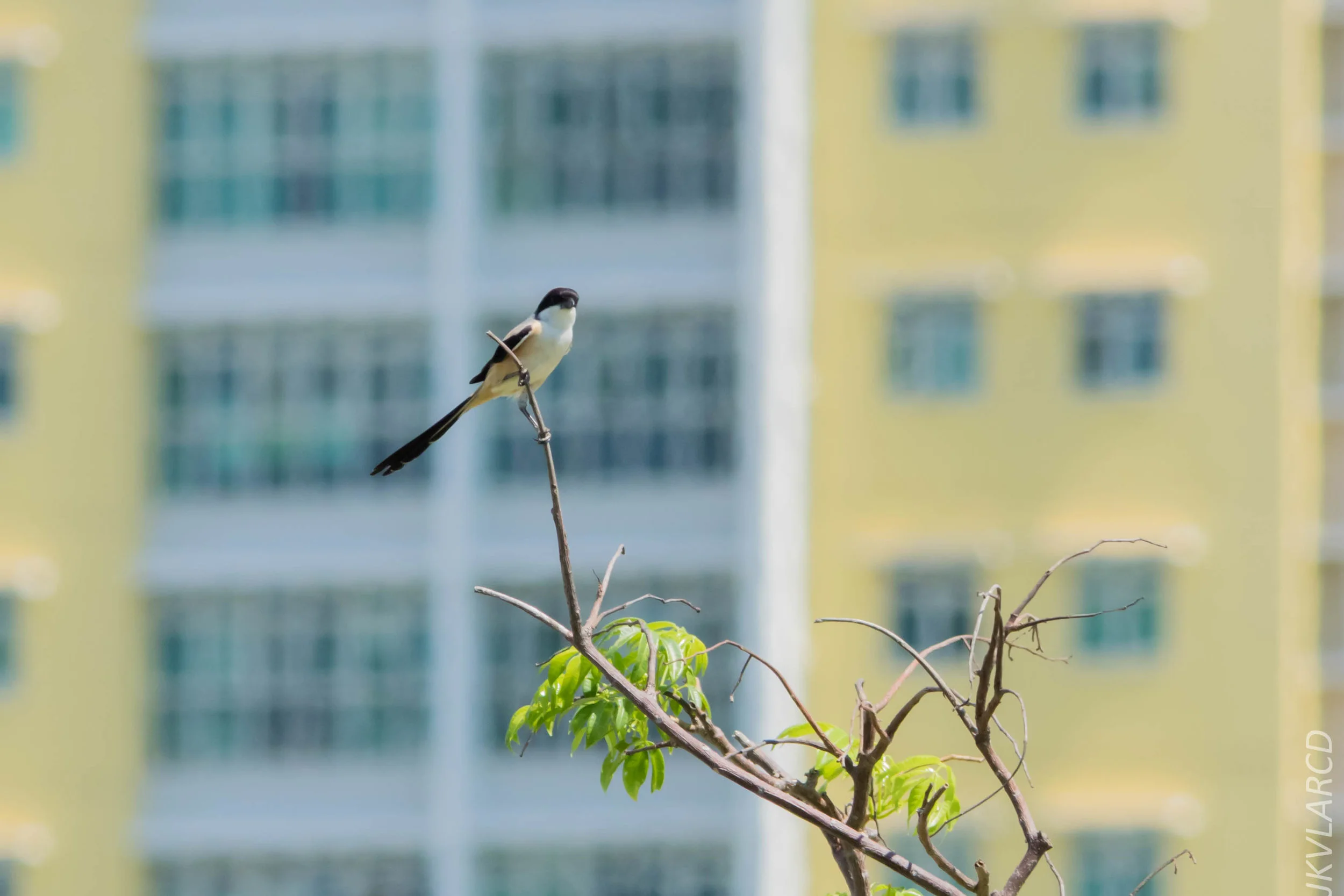 EOS 7D Mark II_2019_04_07_3924.jpg