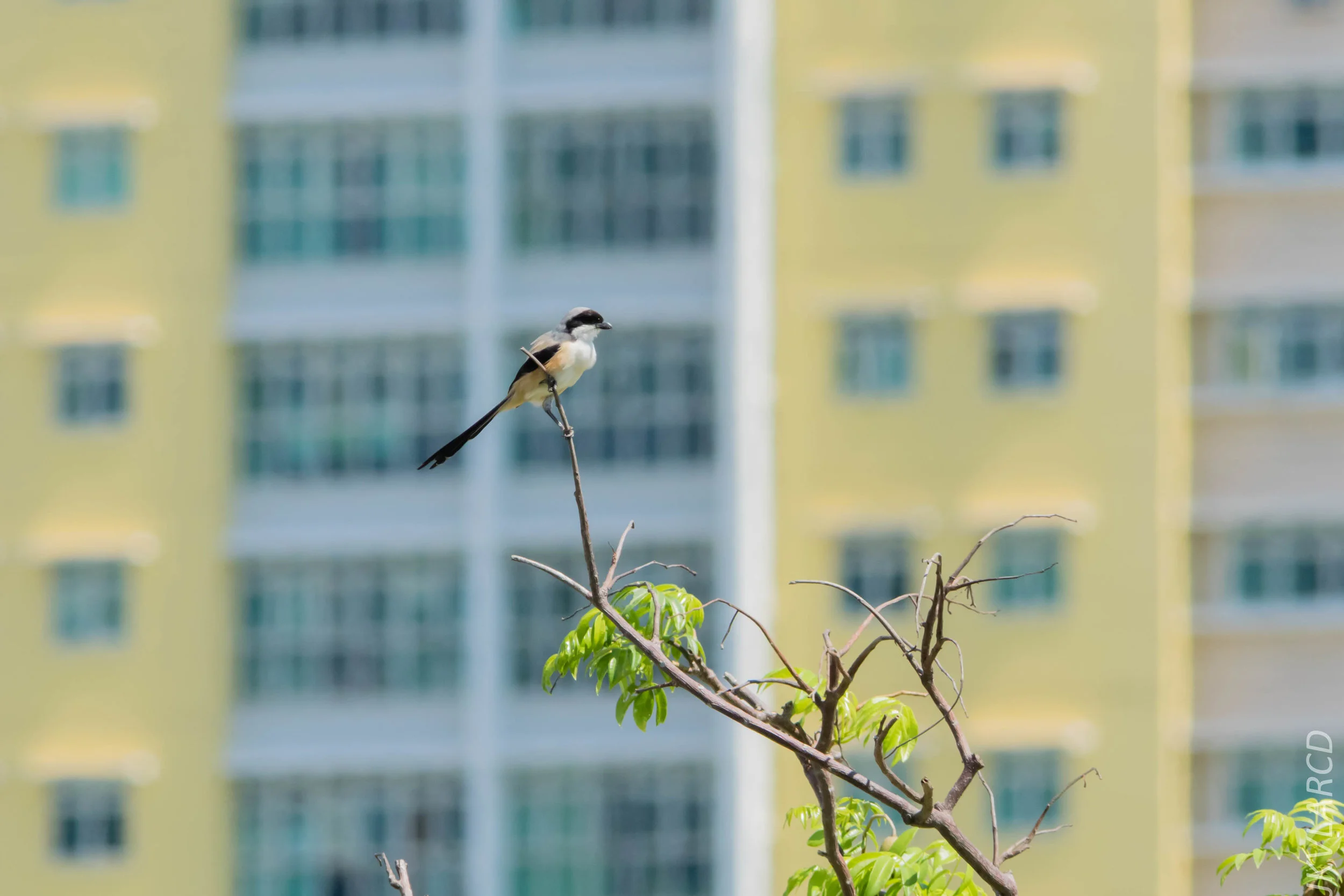 EOS 7D Mark II_2019_04_07_3925.jpg