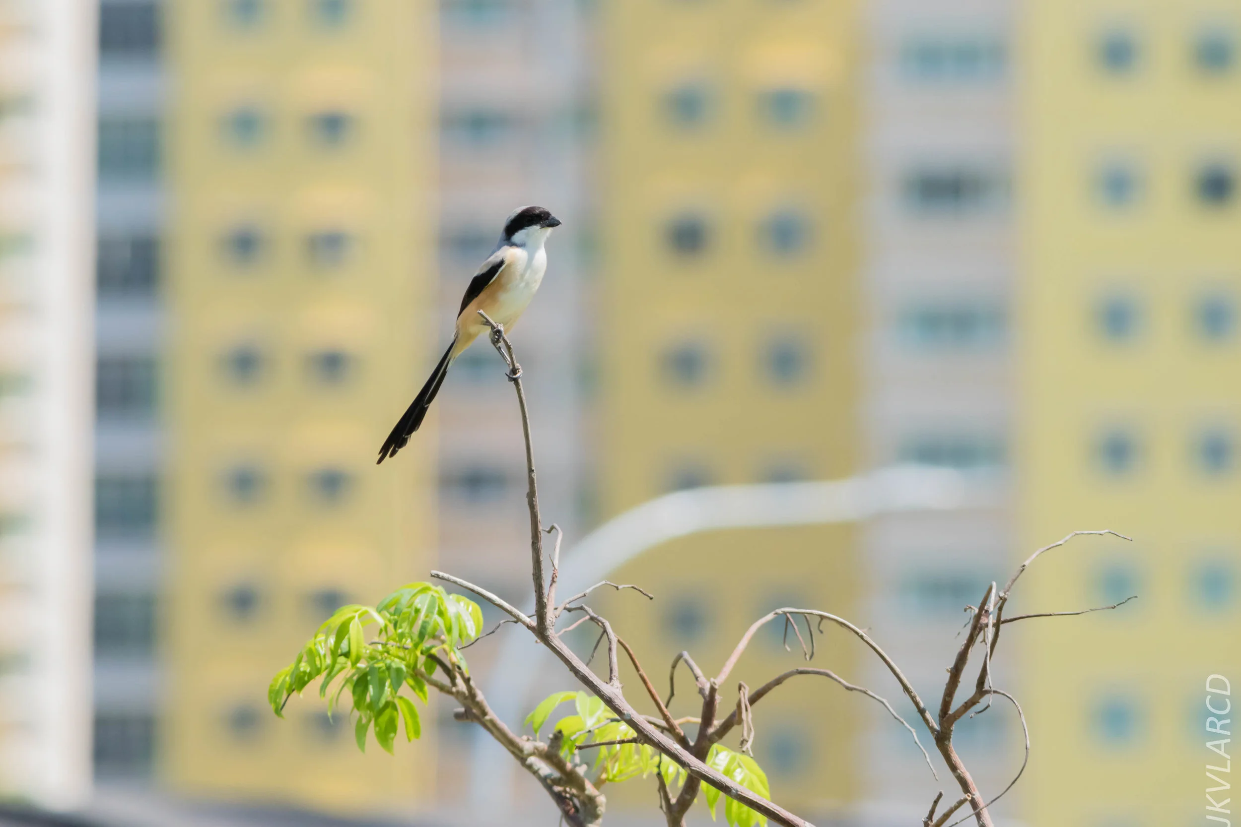 EOS 7D Mark II_2019_04_07_3930.jpg