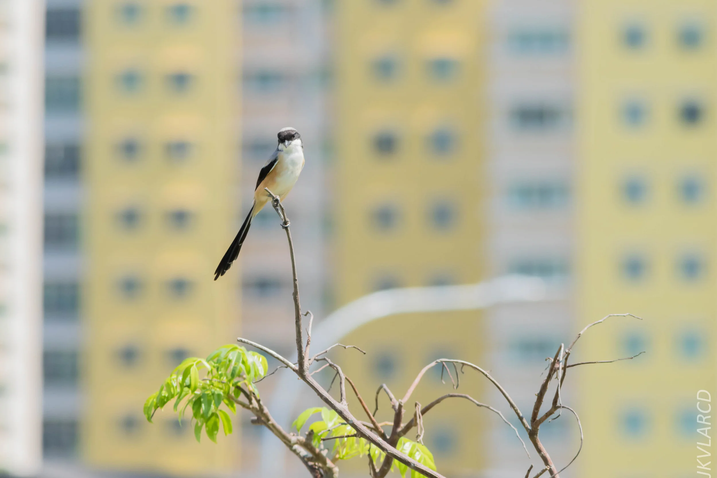 EOS 7D Mark II_2019_04_07_3933.jpg