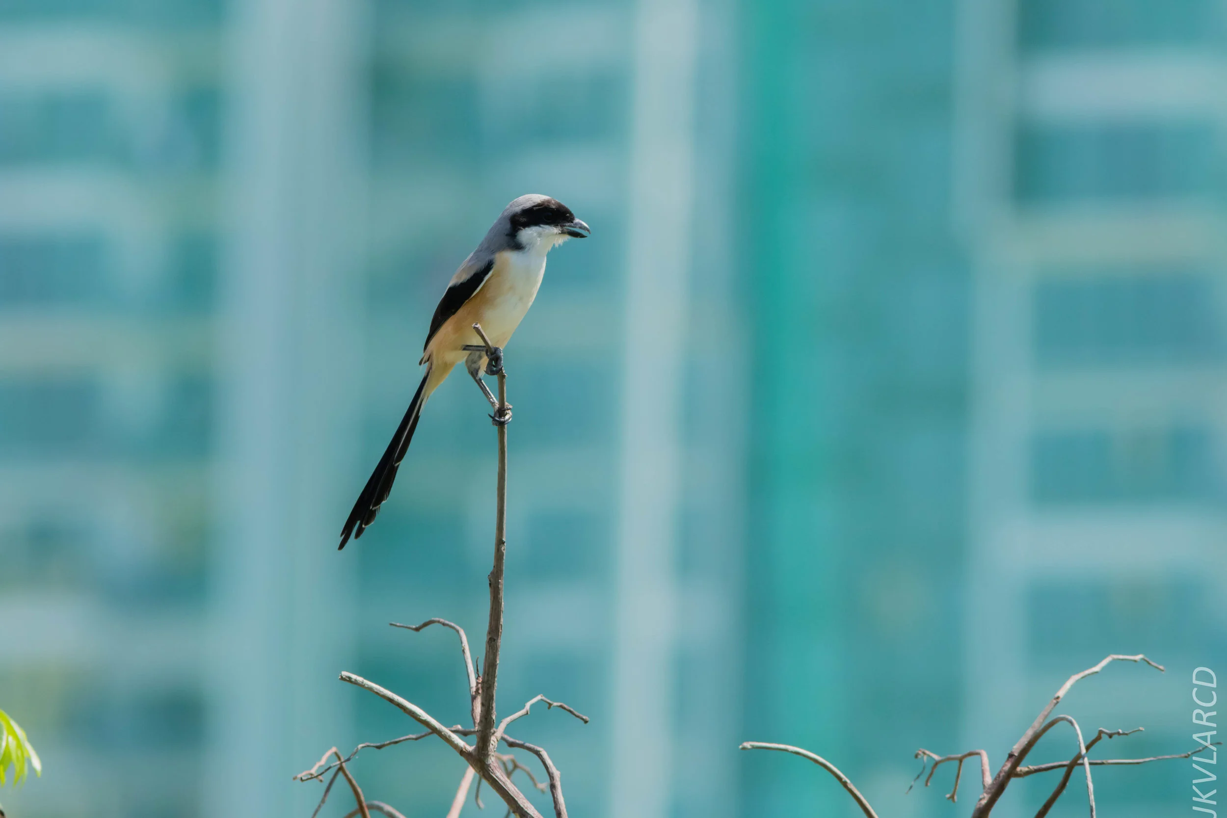 EOS 7D Mark II_2019_04_07_3949.jpg