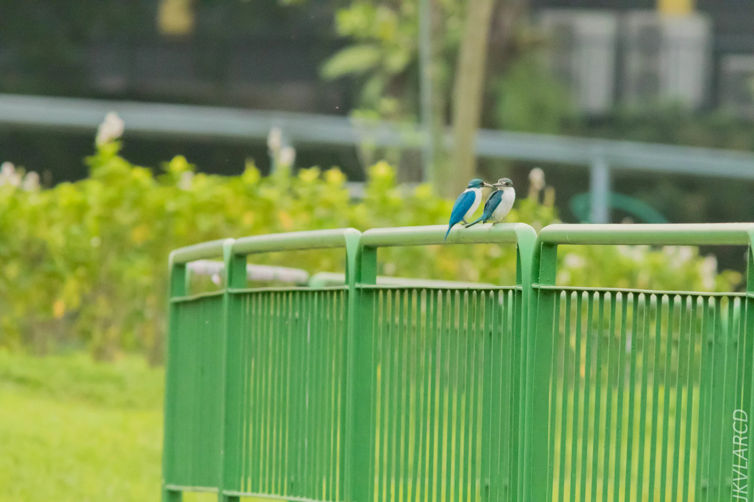 EOS 7D Mark II_2019_05_05_4323.jpg