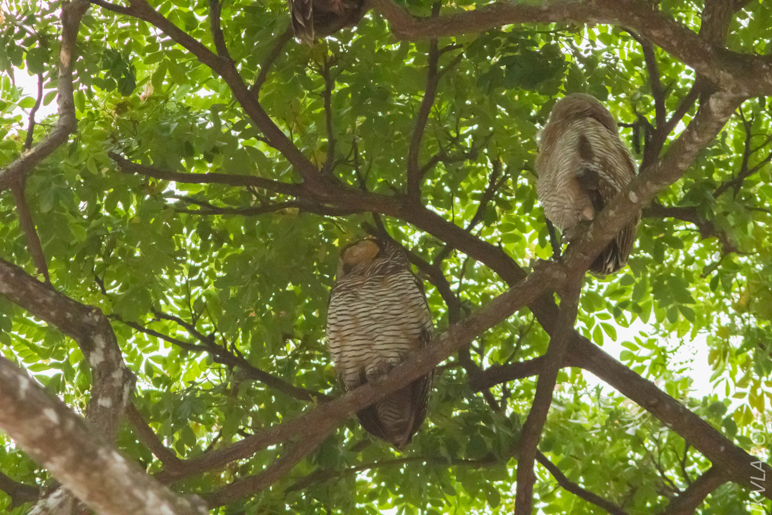 EOS 7D Mark II_2019_05_05_4341.jpg