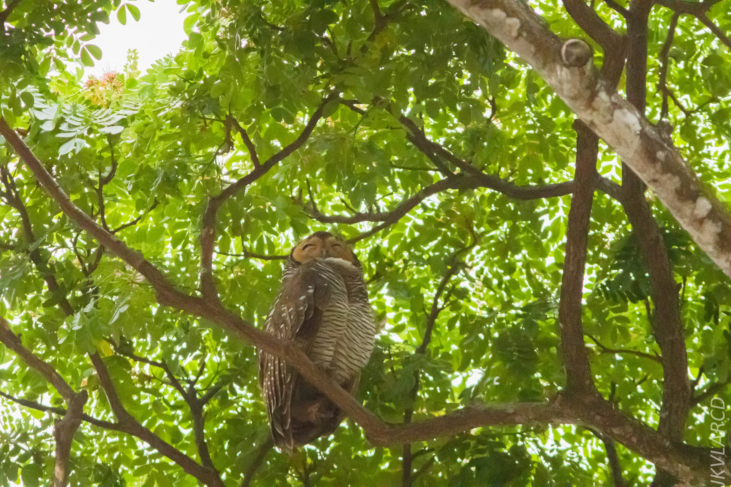EOS 7D Mark II_2019_05_05_4347.jpg