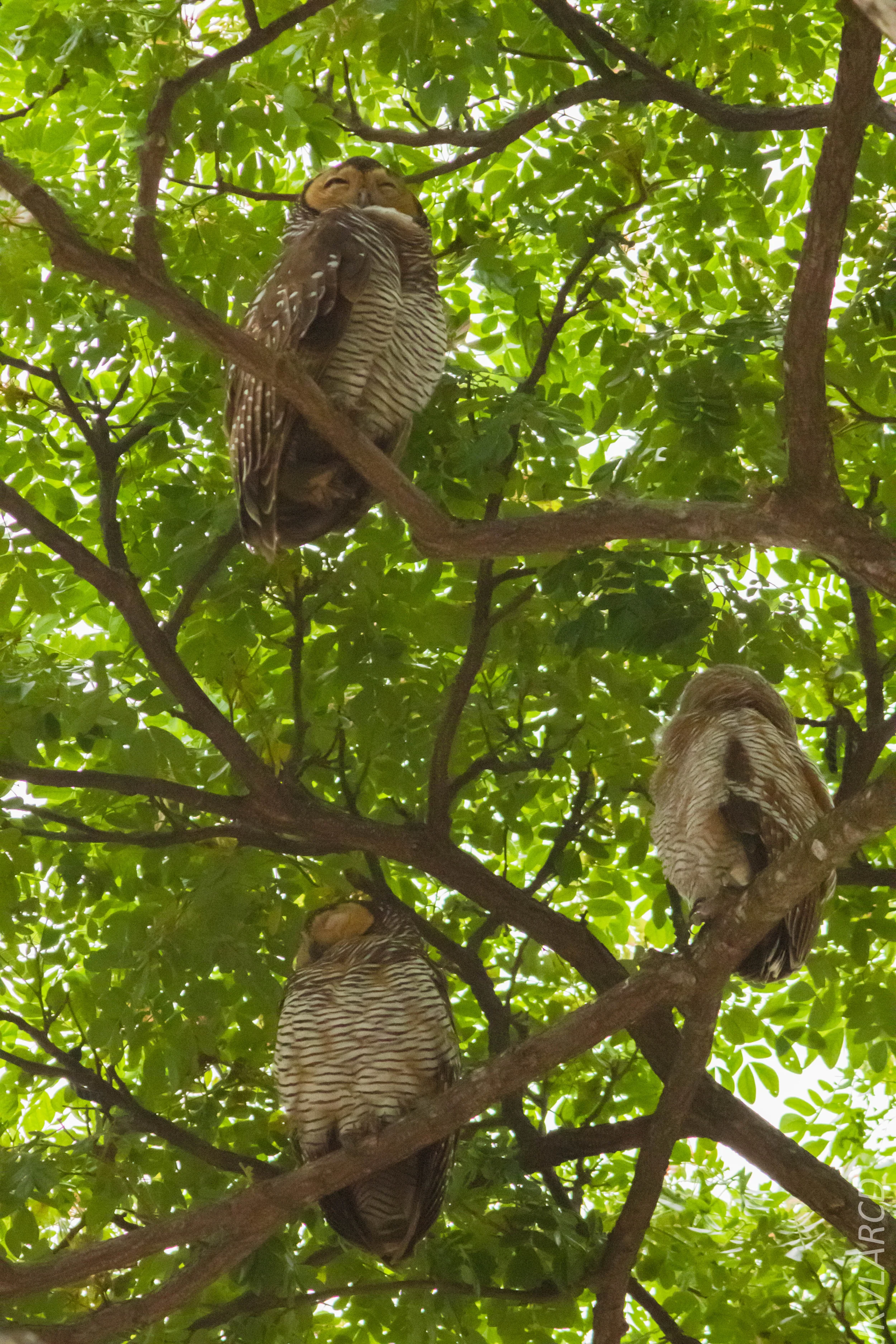 EOS 7D Mark II_2019_05_05_4349.jpg