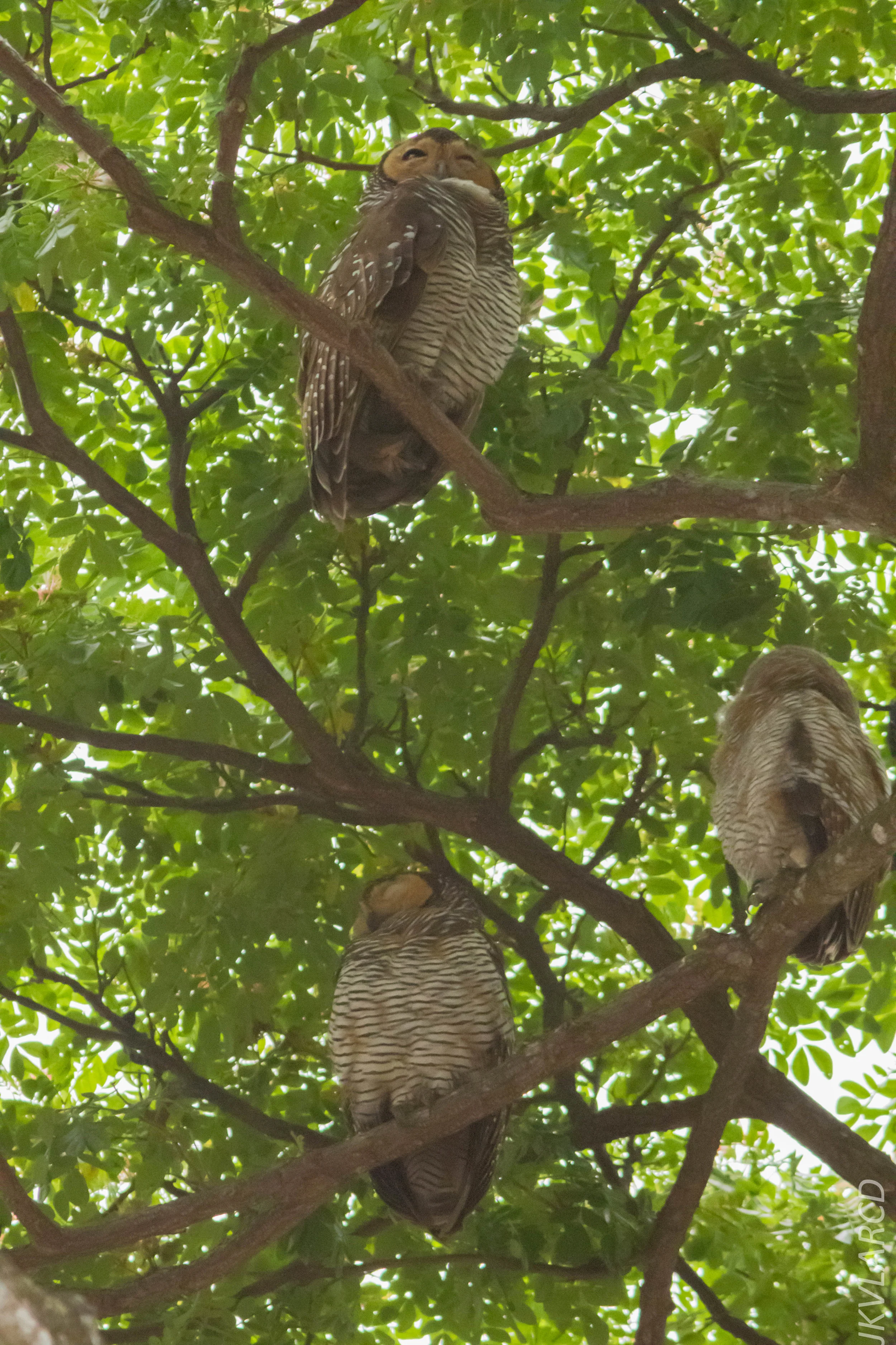 EOS 7D Mark II_2019_05_05_4354.jpg