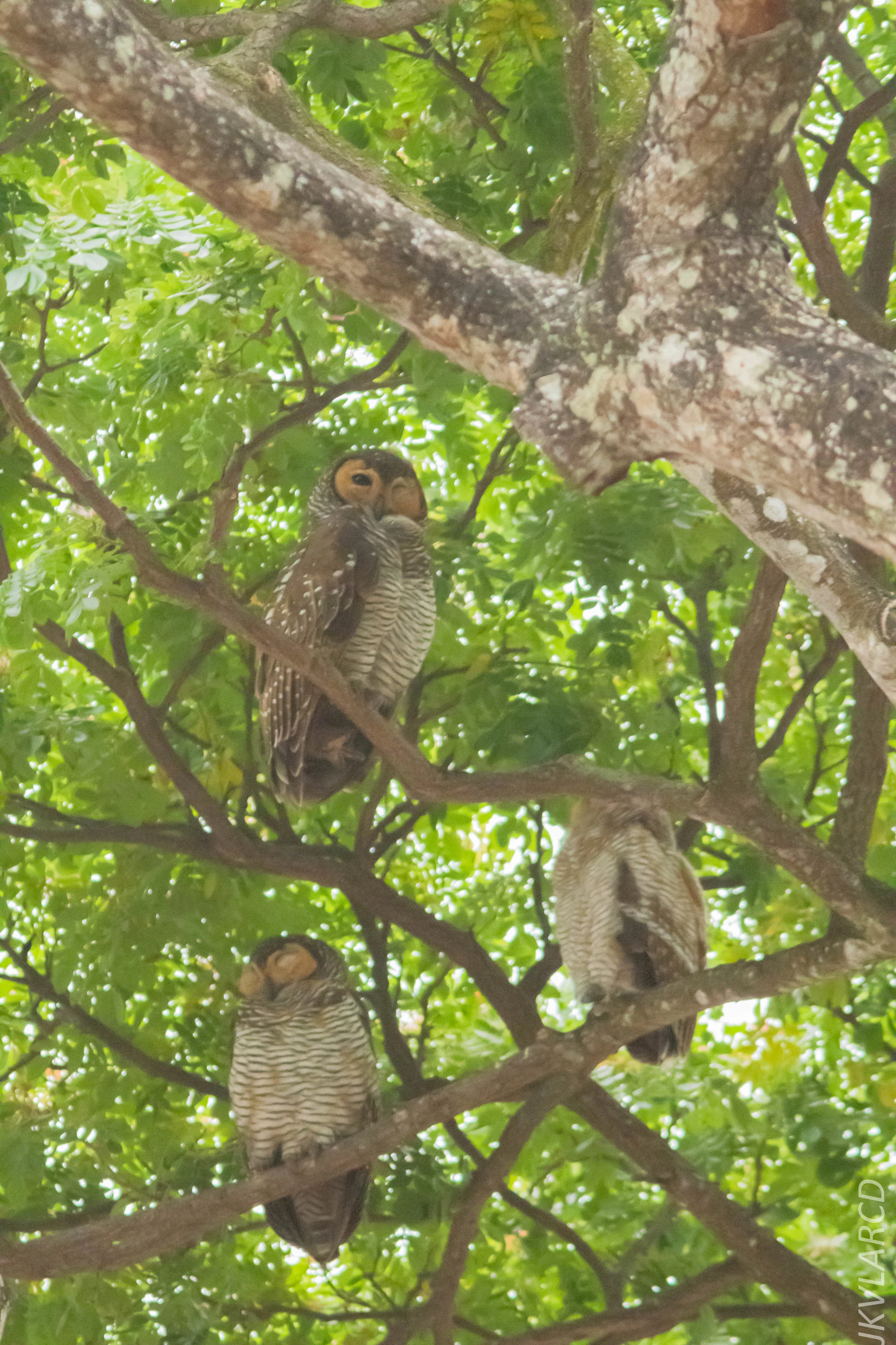 EOS 7D Mark II_2019_05_05_4375.jpg