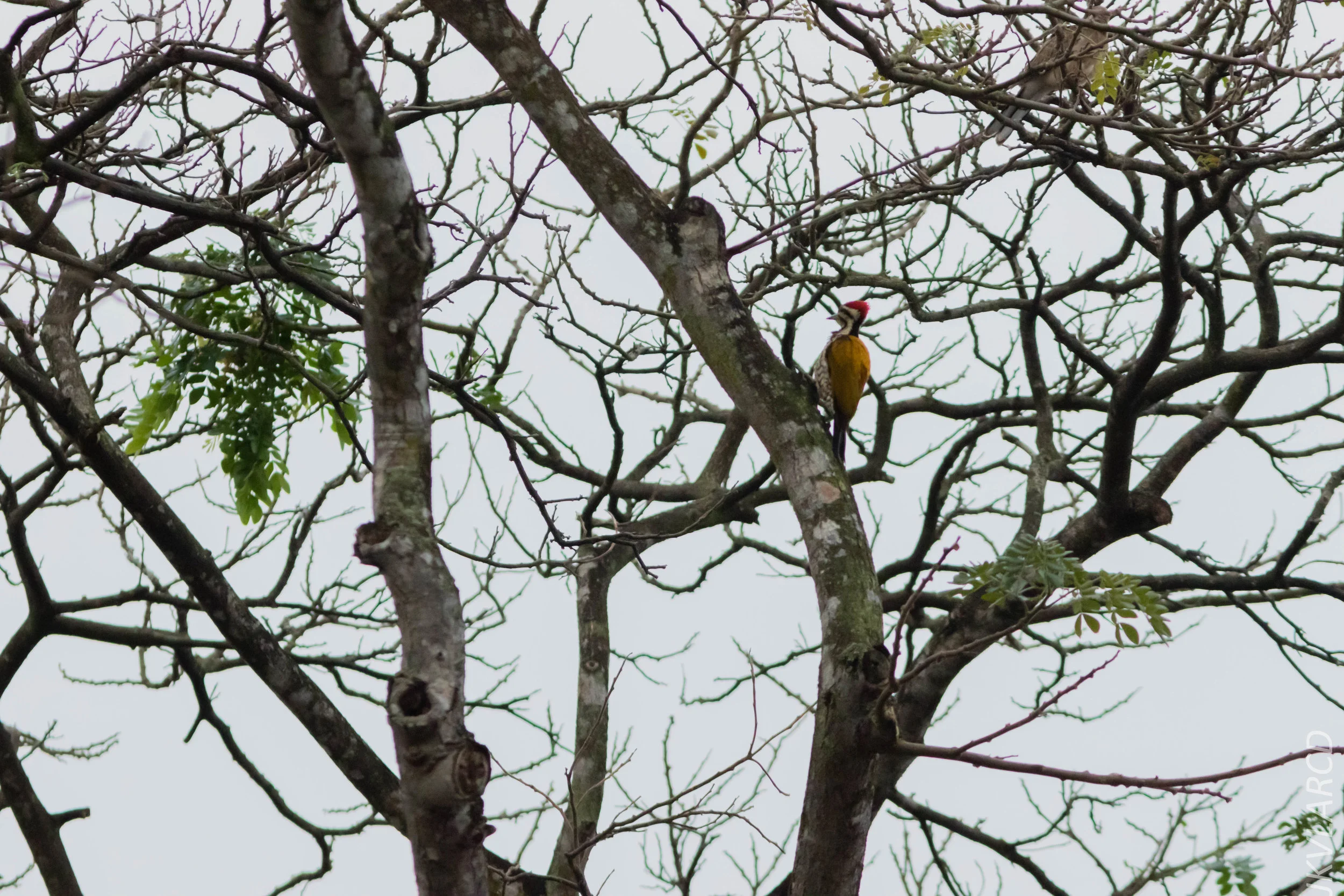 EOS 7D Mark II_2019_05_05_4398.jpg