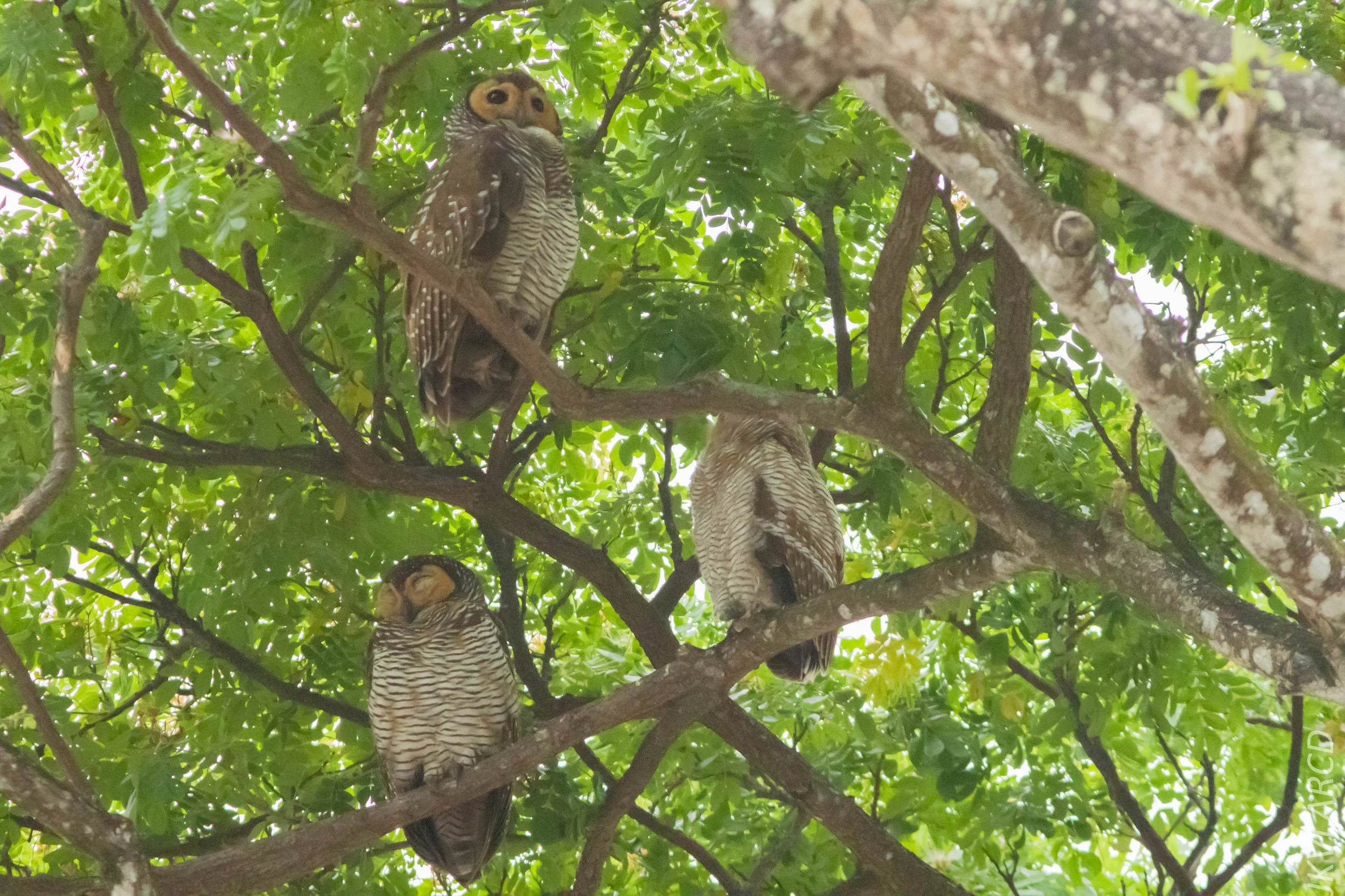 EOS 7D Mark II_2019_05_05_4385.jpg