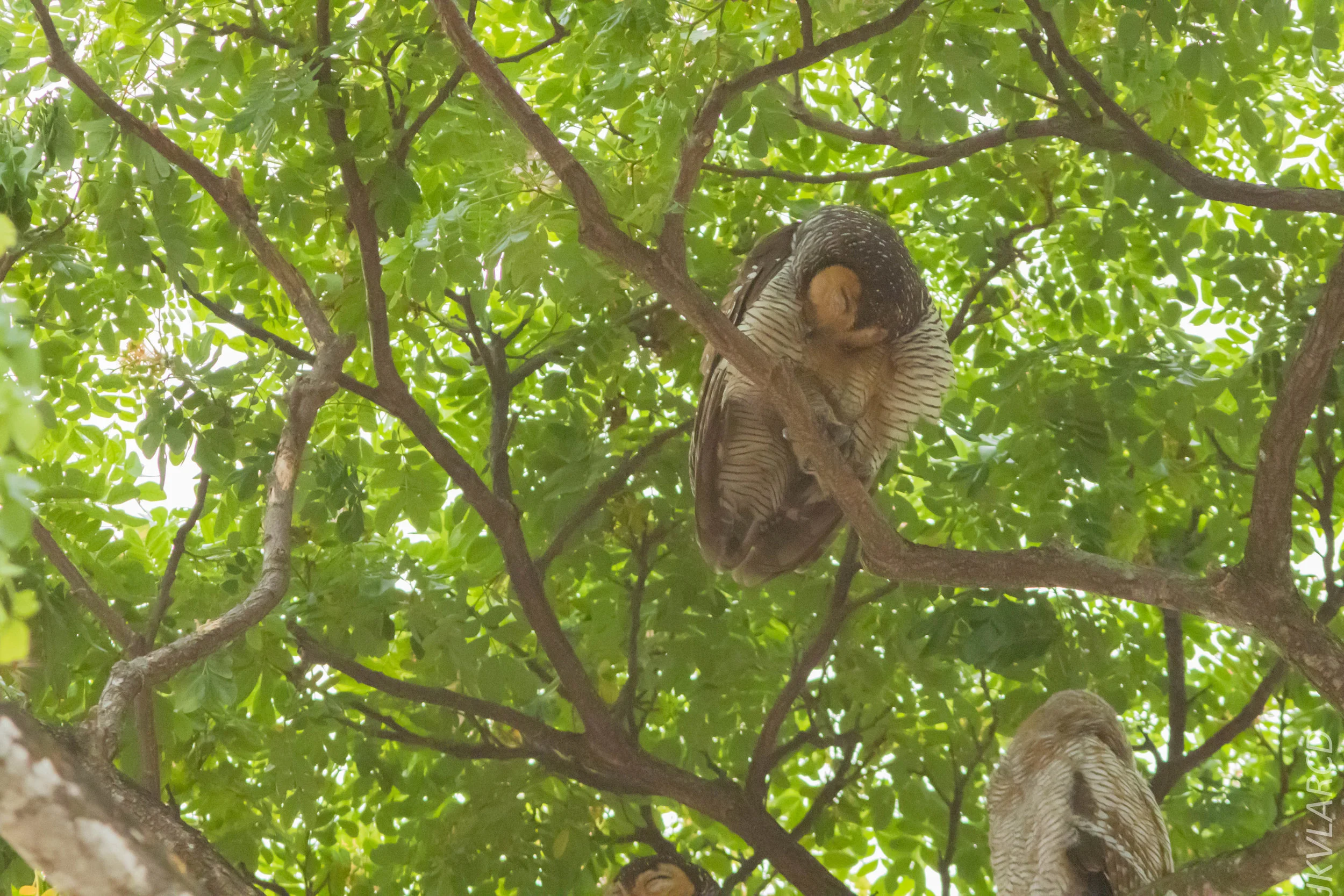 EOS 7D Mark II_2019_05_05_4414.jpg