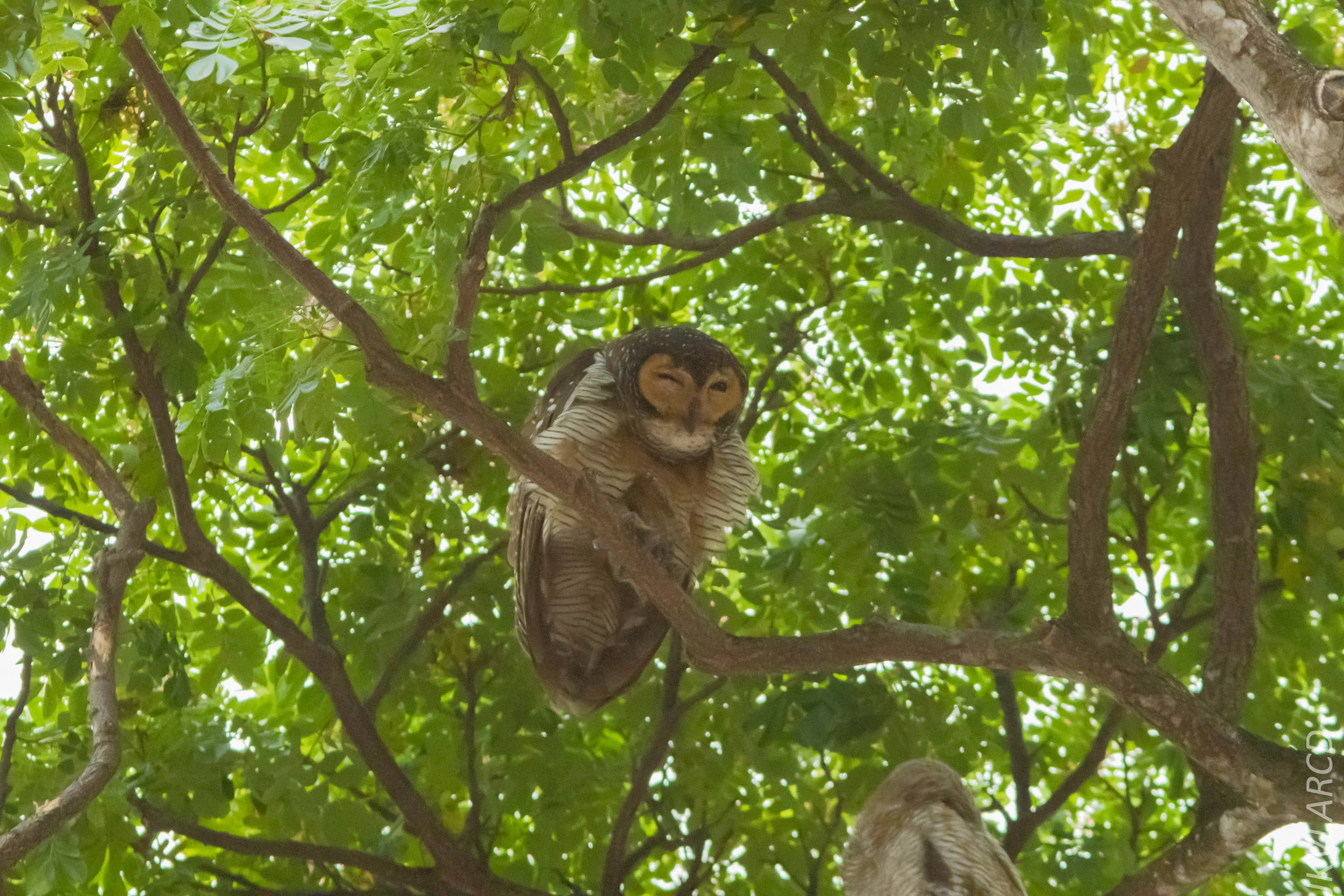 EOS 7D Mark II_2019_05_05_4417.jpg