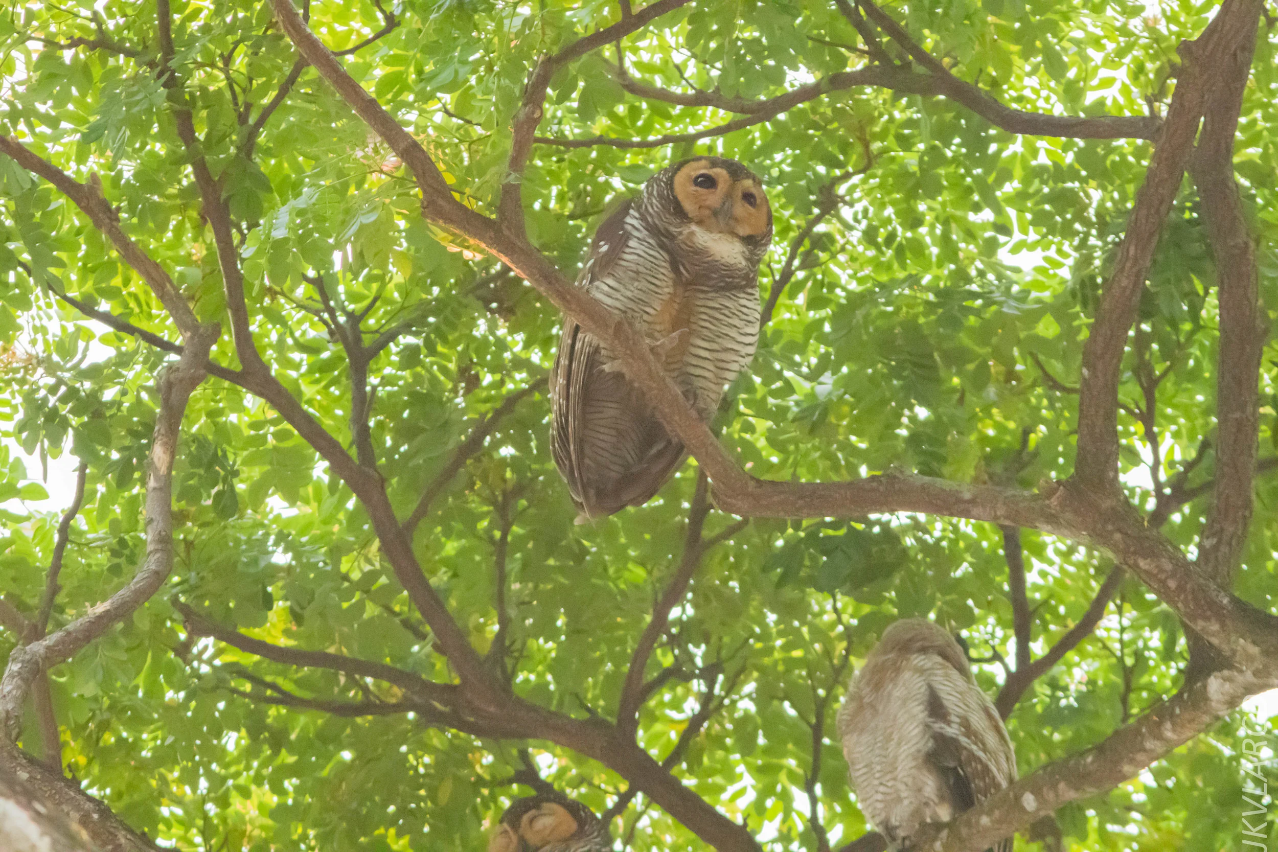 EOS 7D Mark II_2019_05_05_4437.jpg