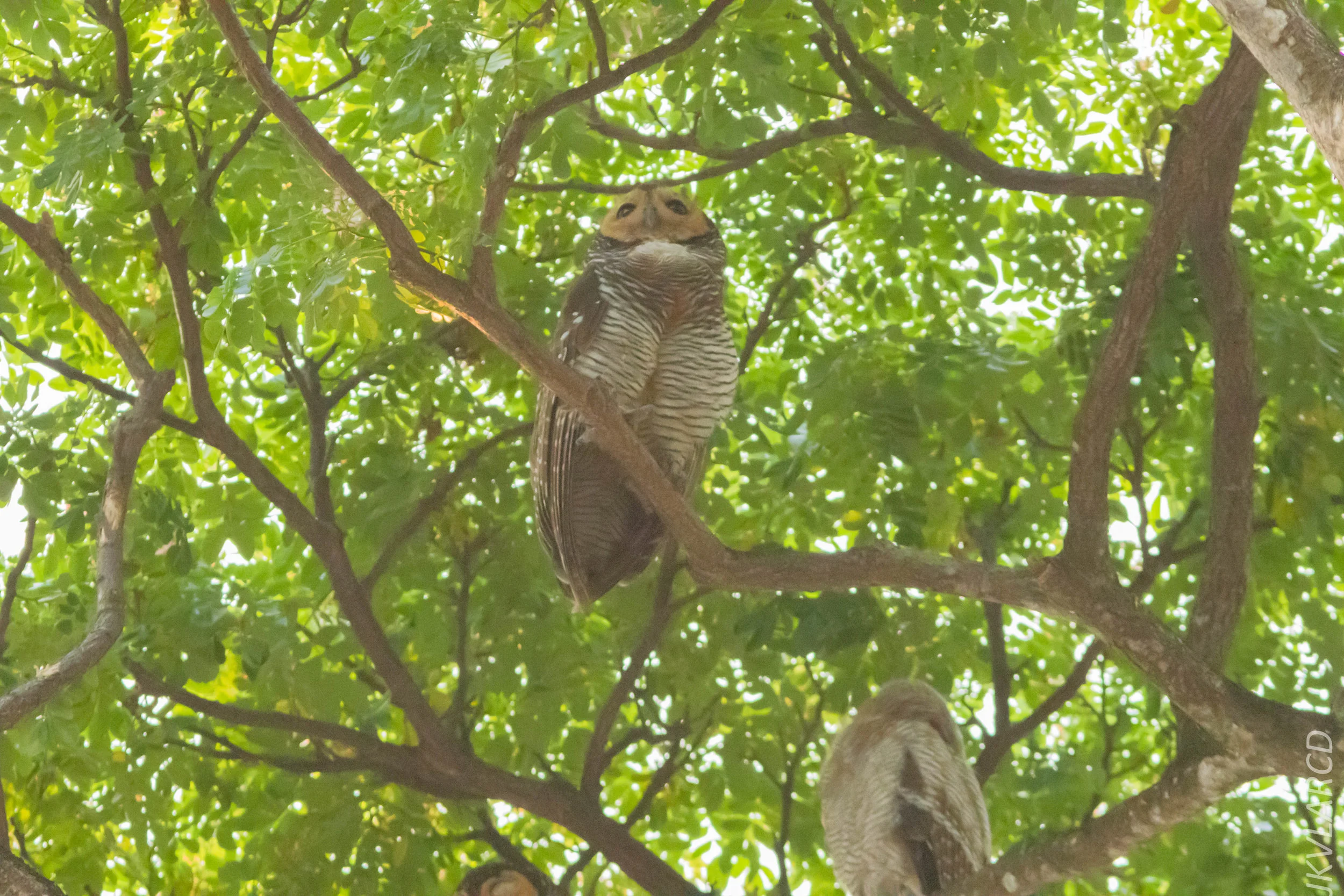 EOS 7D Mark II_2019_05_05_4443.jpg