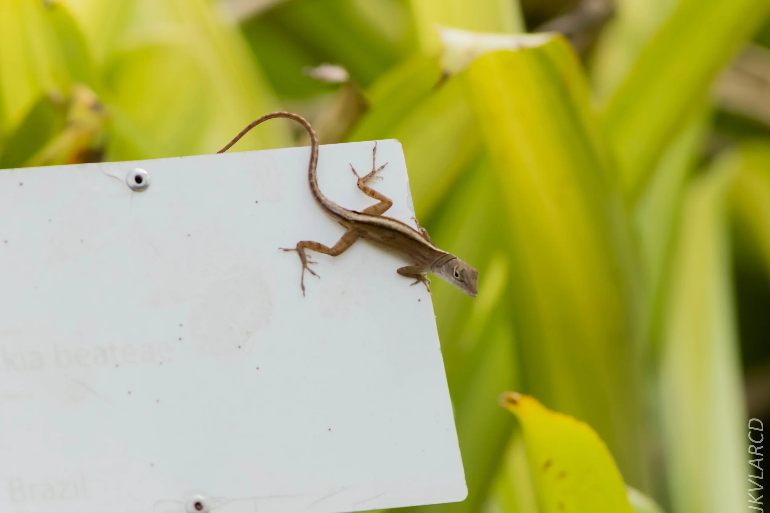 EOS 7D Mark II_2019_05_05_4477.jpg