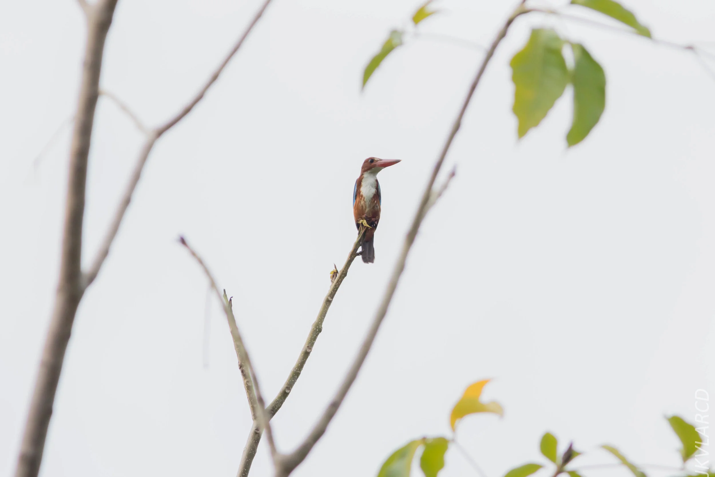 EOS 7D Mark II_2019_05_05_4492.jpg