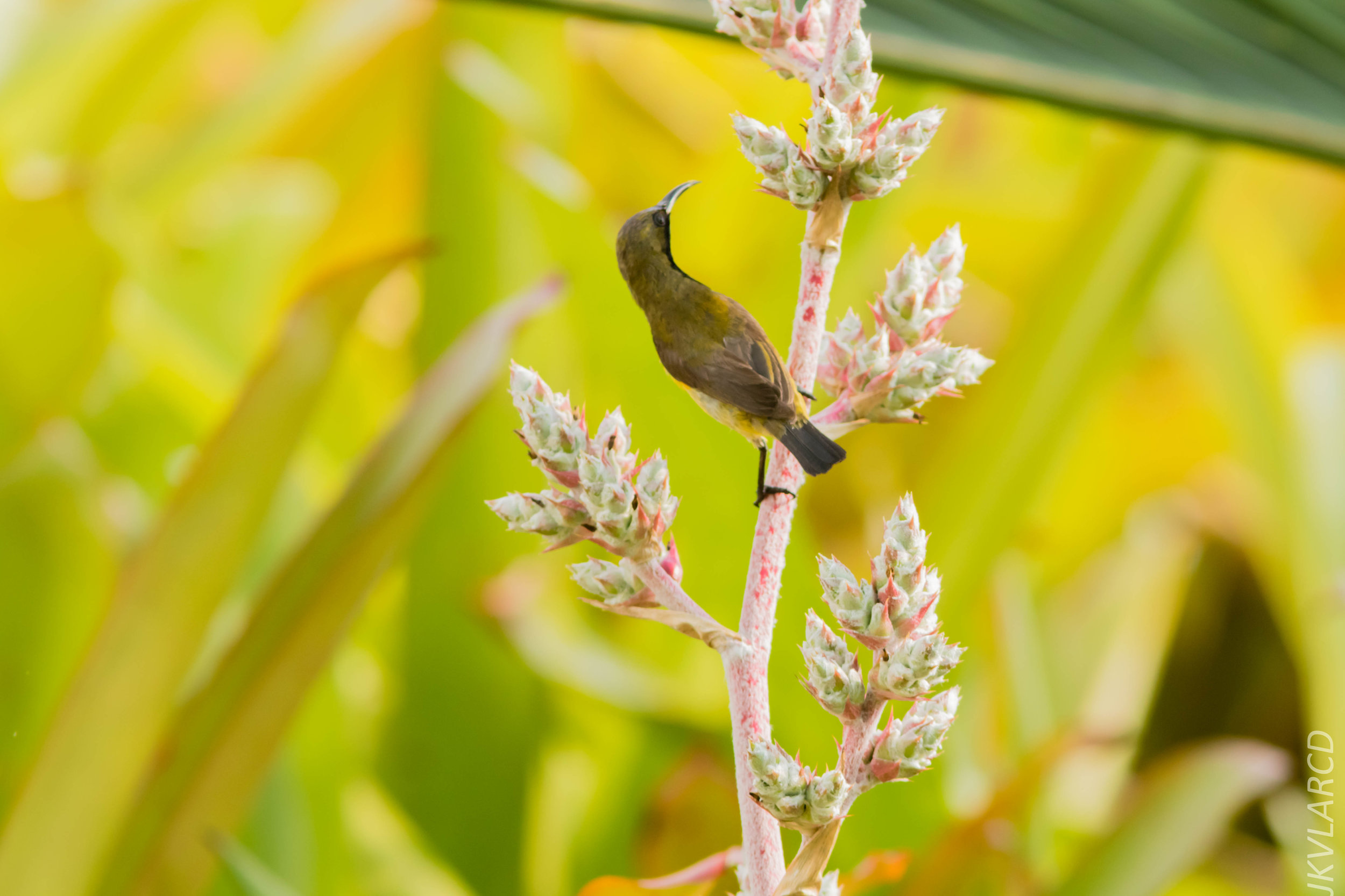 EOS 7D Mark II_2019_05_05_4484.jpg