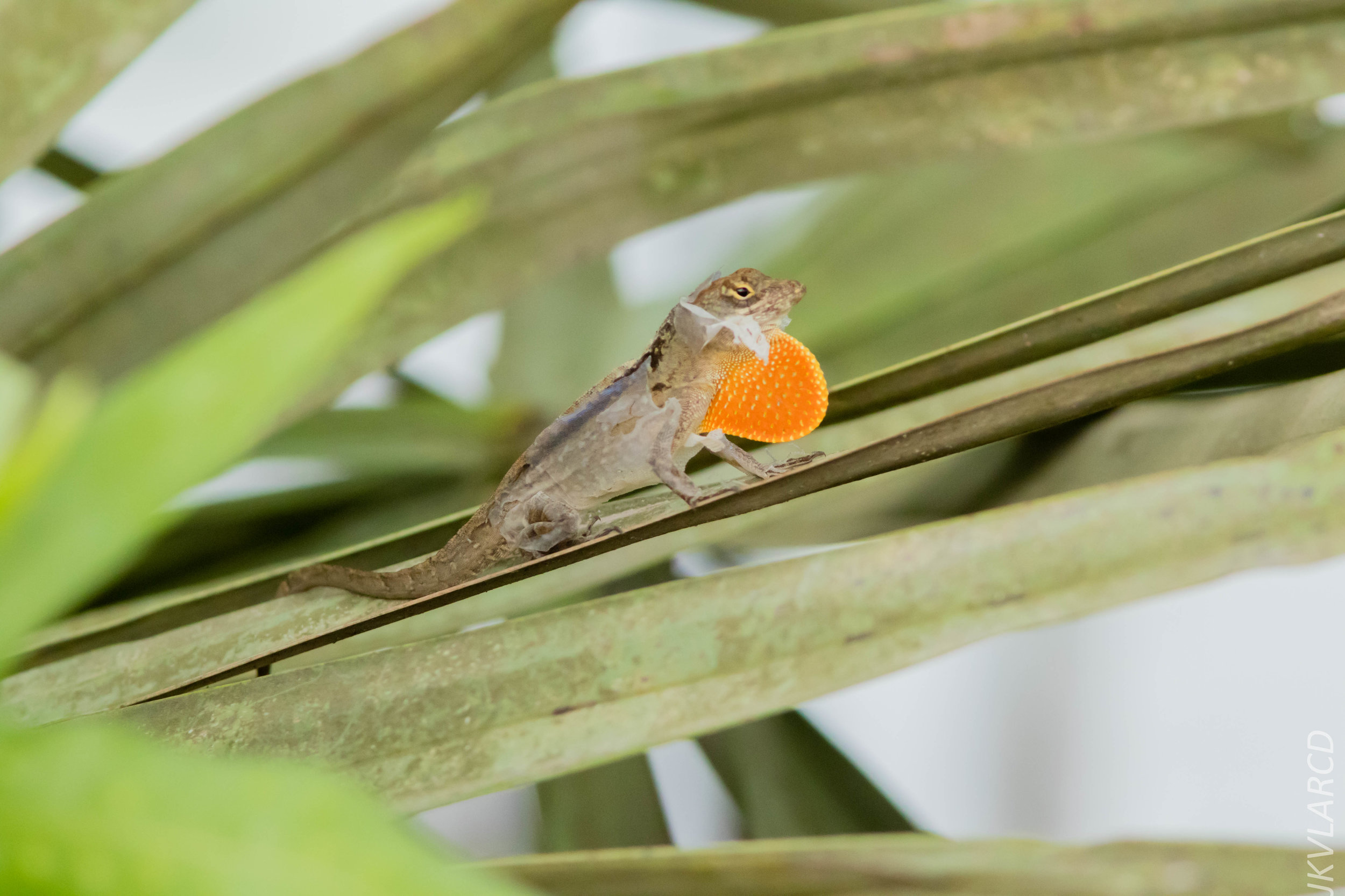 EOS 7D Mark II_2019_05_05_4511.jpg