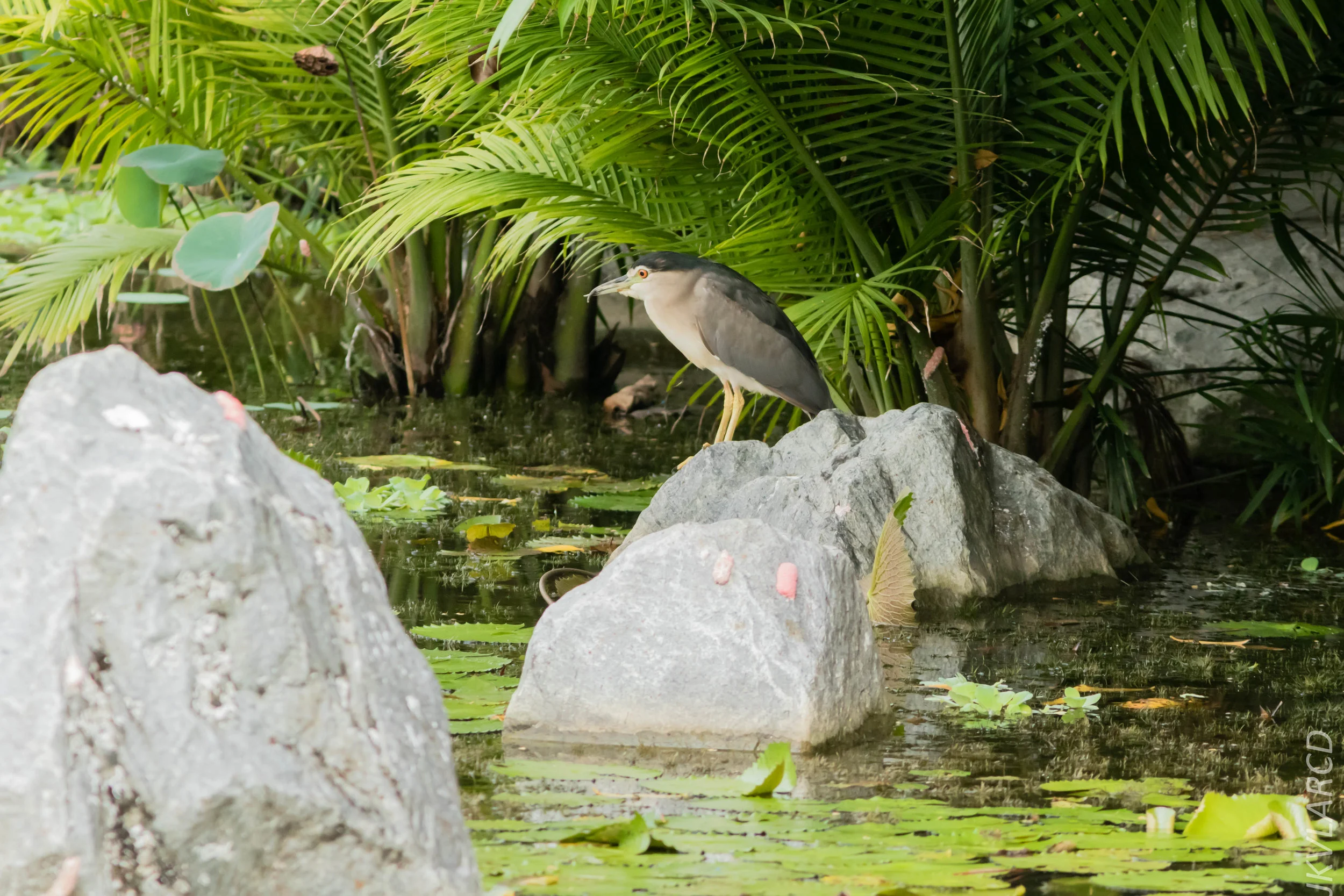 EOS 7D Mark II_2019_05_05_4624.jpg