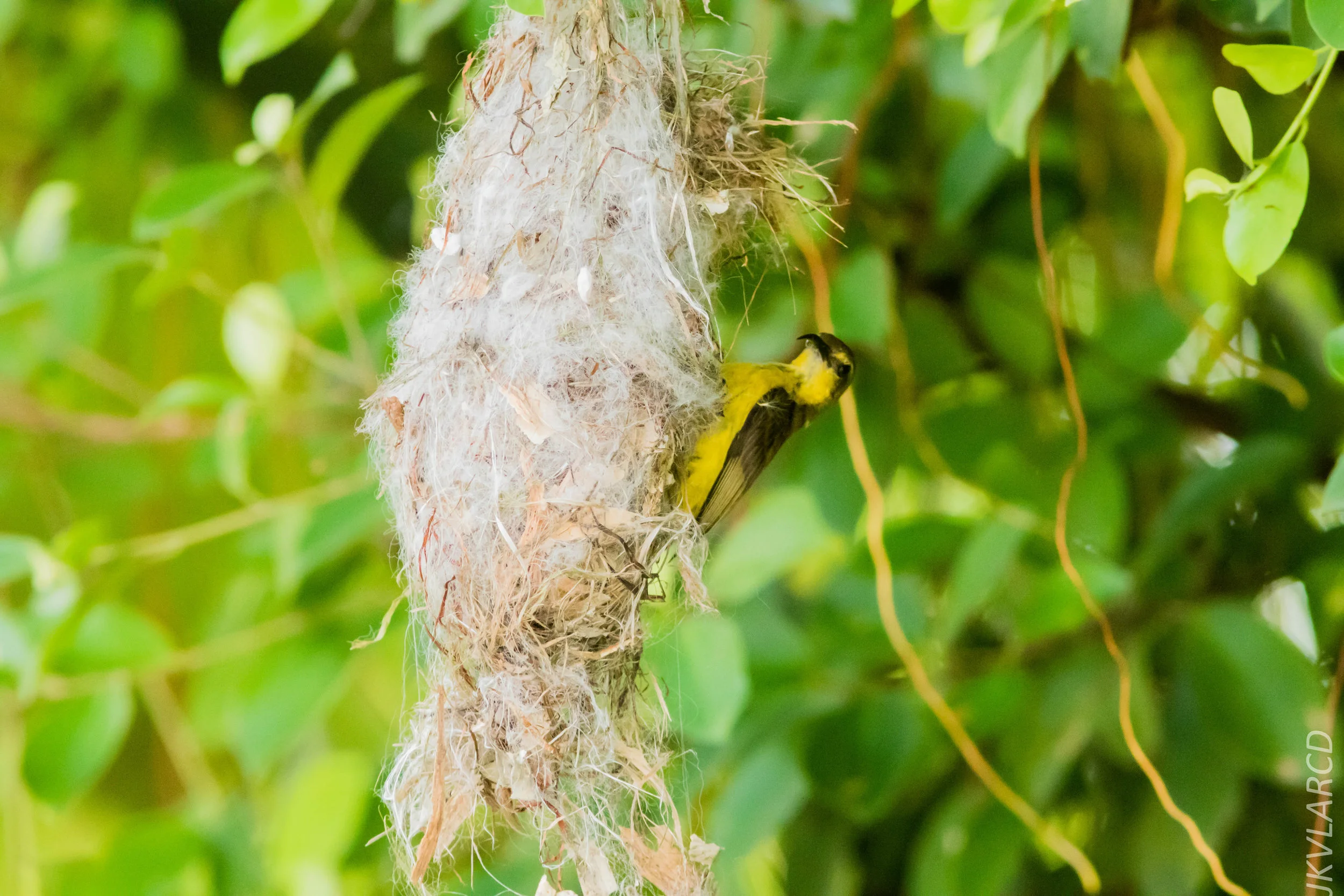 EOS 7D Mark II_2019_05_05_4661.jpg