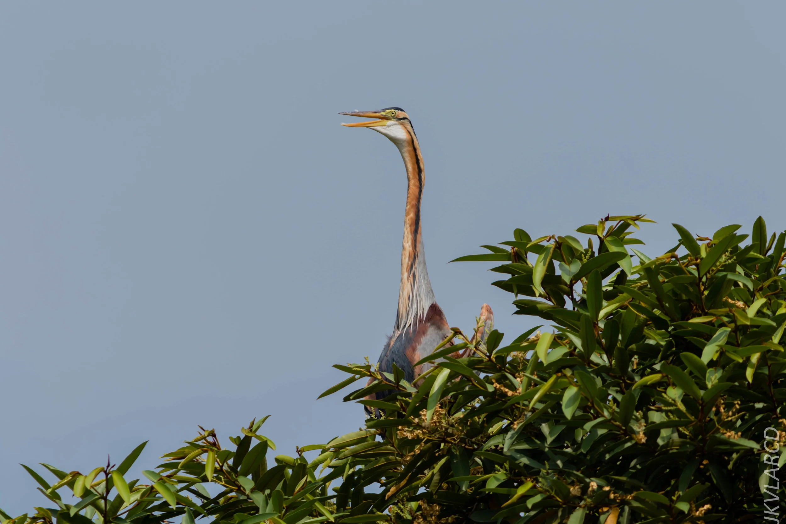 EOS 7D Mark II_2019_05_05_4765.jpg