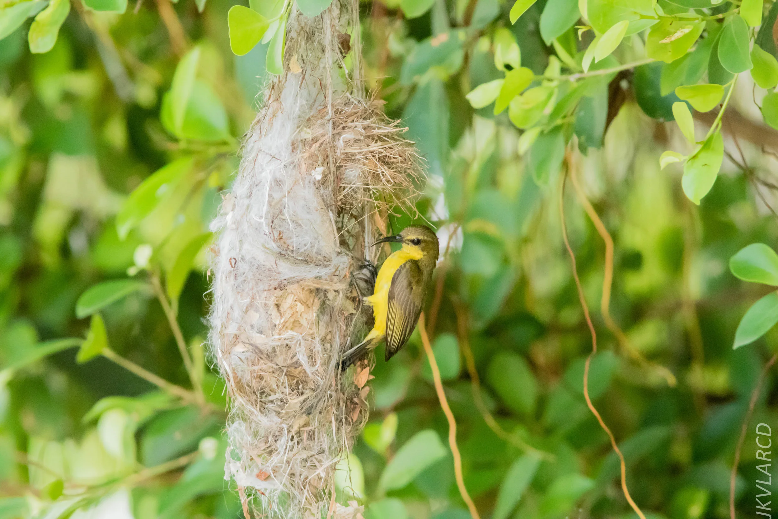 EOS 7D Mark II_2019_05_05_4685.jpg