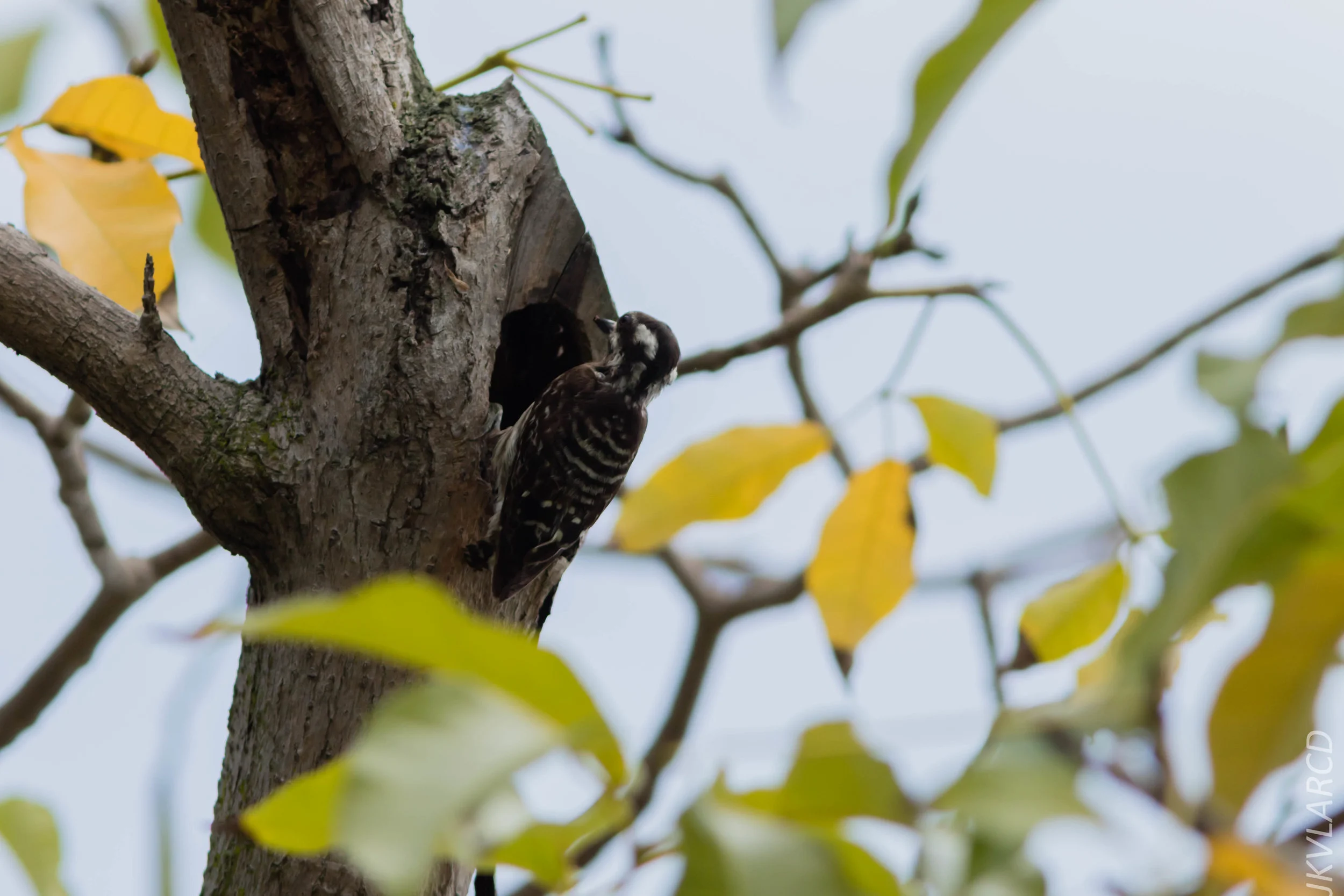 EOS 7D Mark II_2019_05_05_4934.jpg