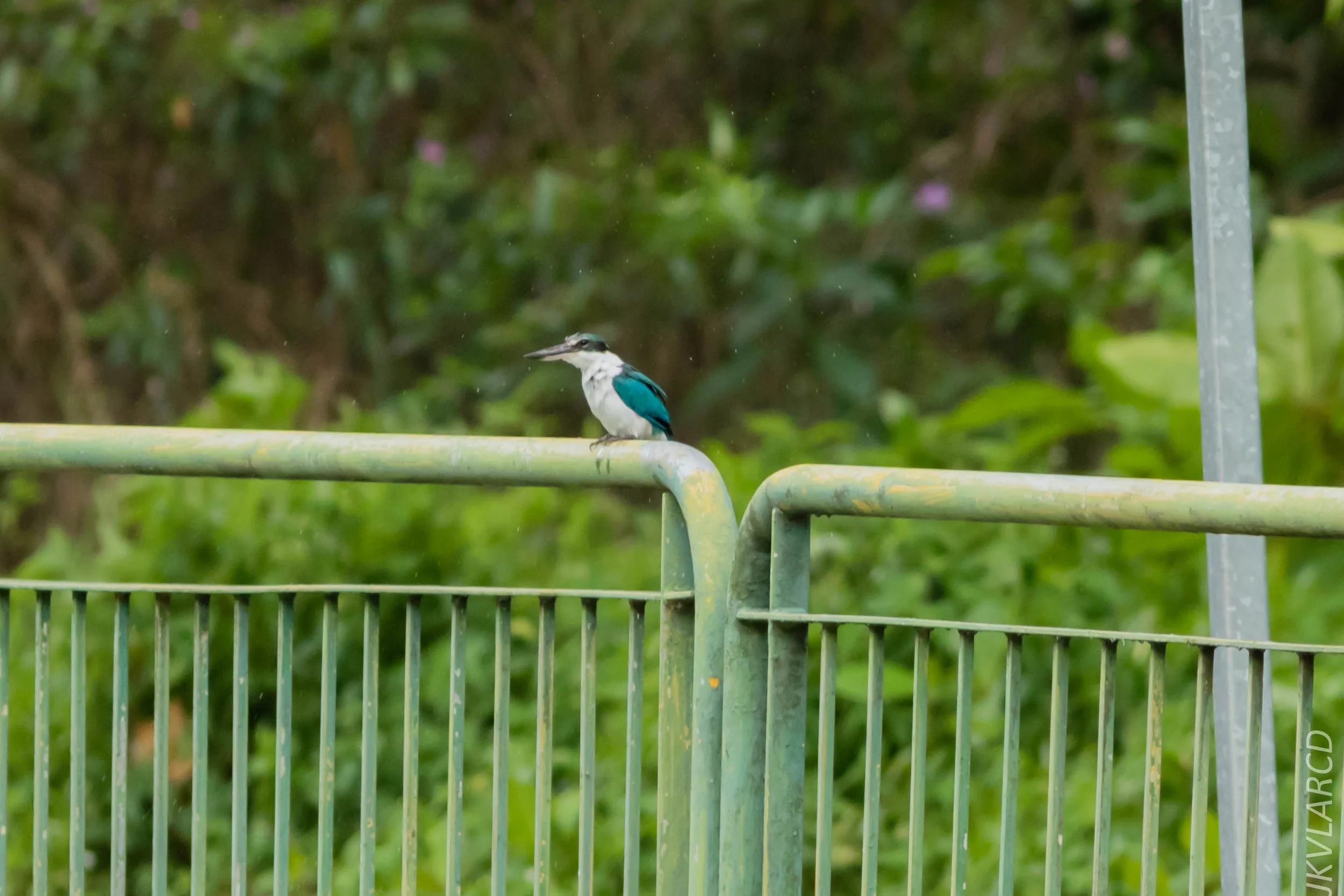 EOS 7D Mark II_2019_05_05_5110.jpg
