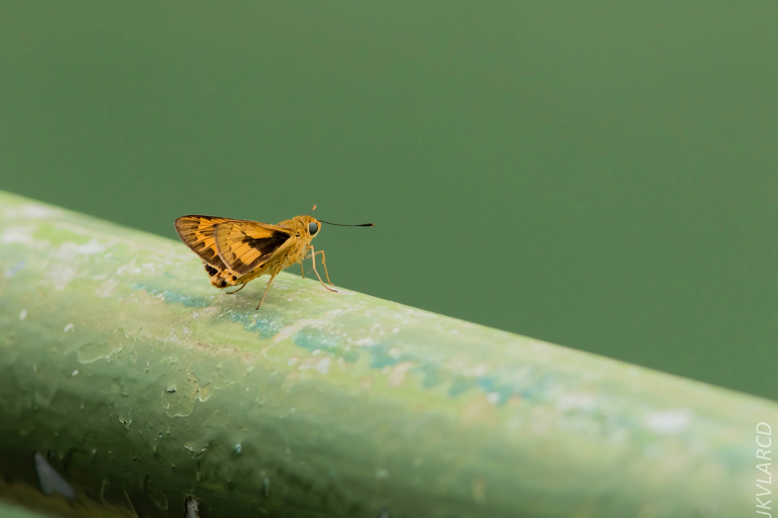 EOS 7D Mark II_2019_05_05_5114.jpg