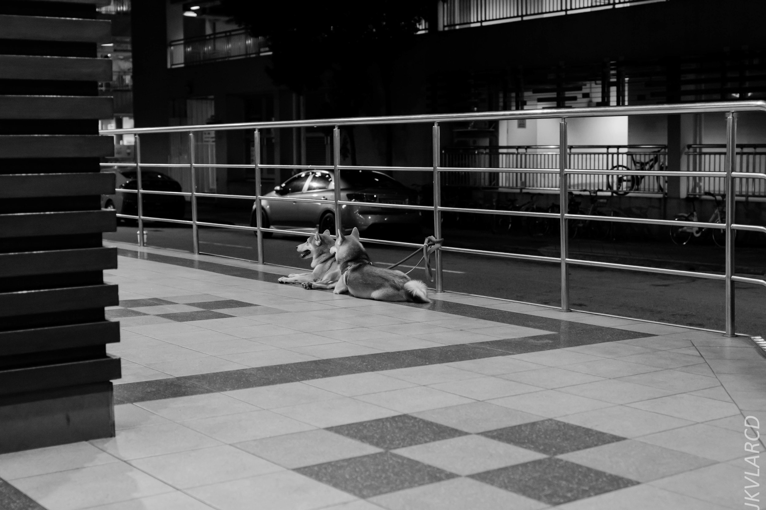 EOS 7D Mark II_2019_05_20_5600.jpg