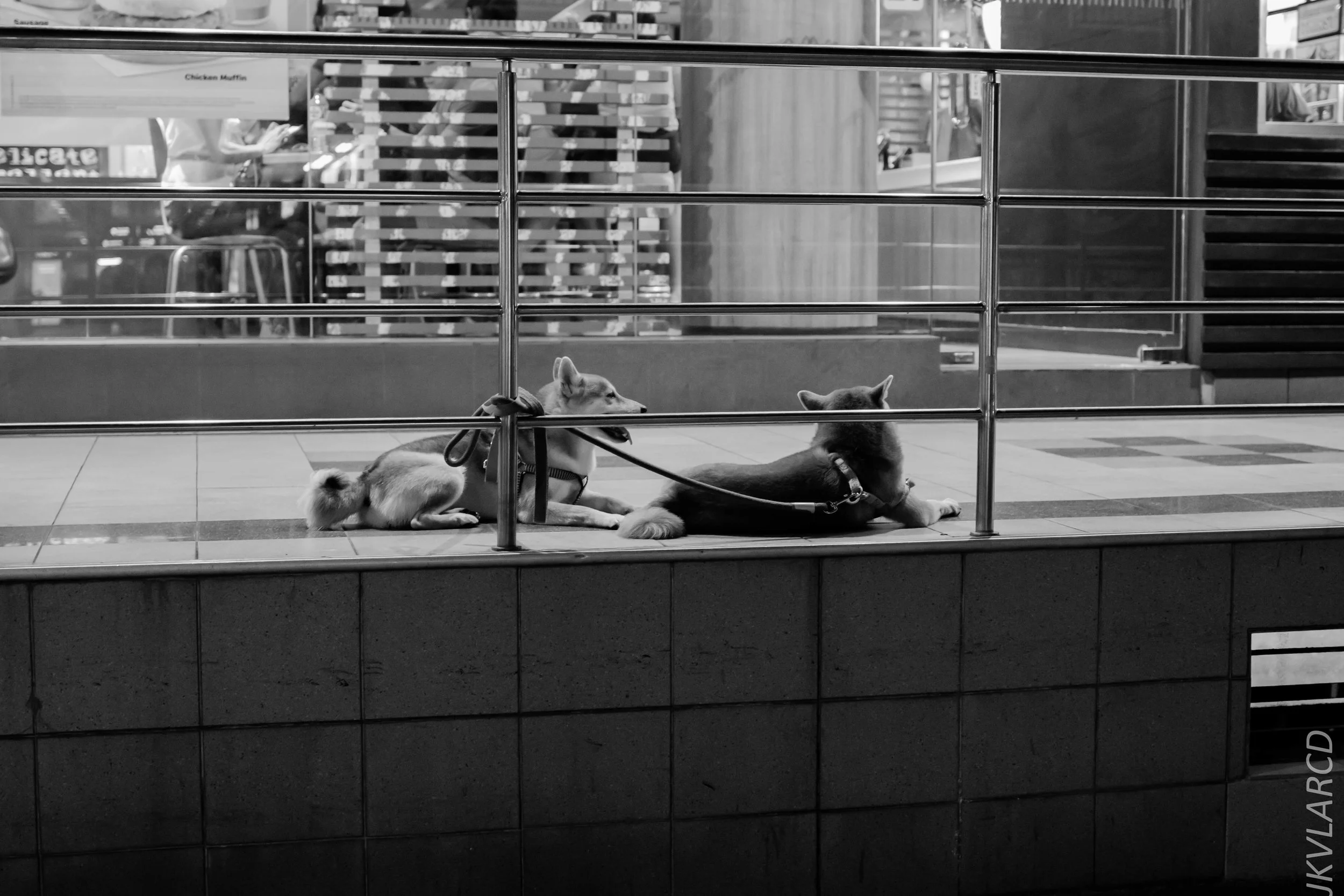 EOS 7D Mark II_2019_05_20_5599.jpg