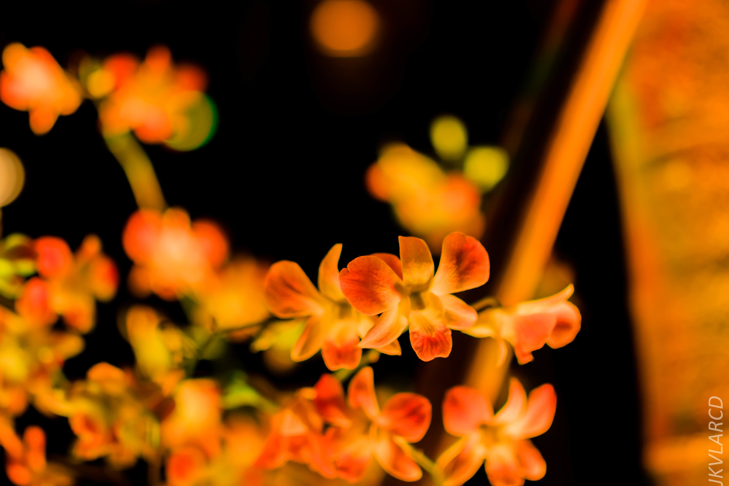 EOS 7D Mark II_2019_05_25_5727.jpg