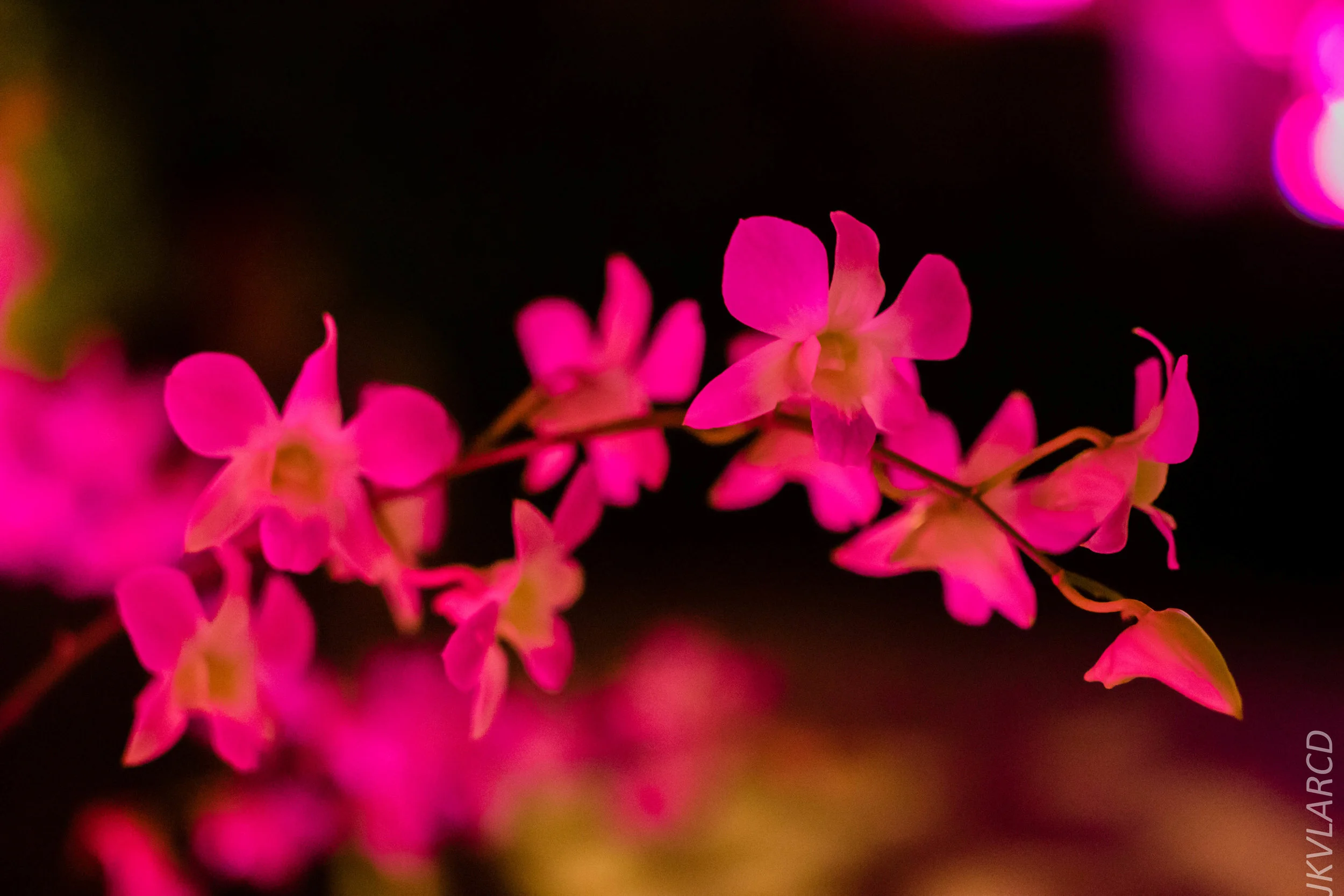 EOS 7D Mark II_2019_05_25_5732.jpg