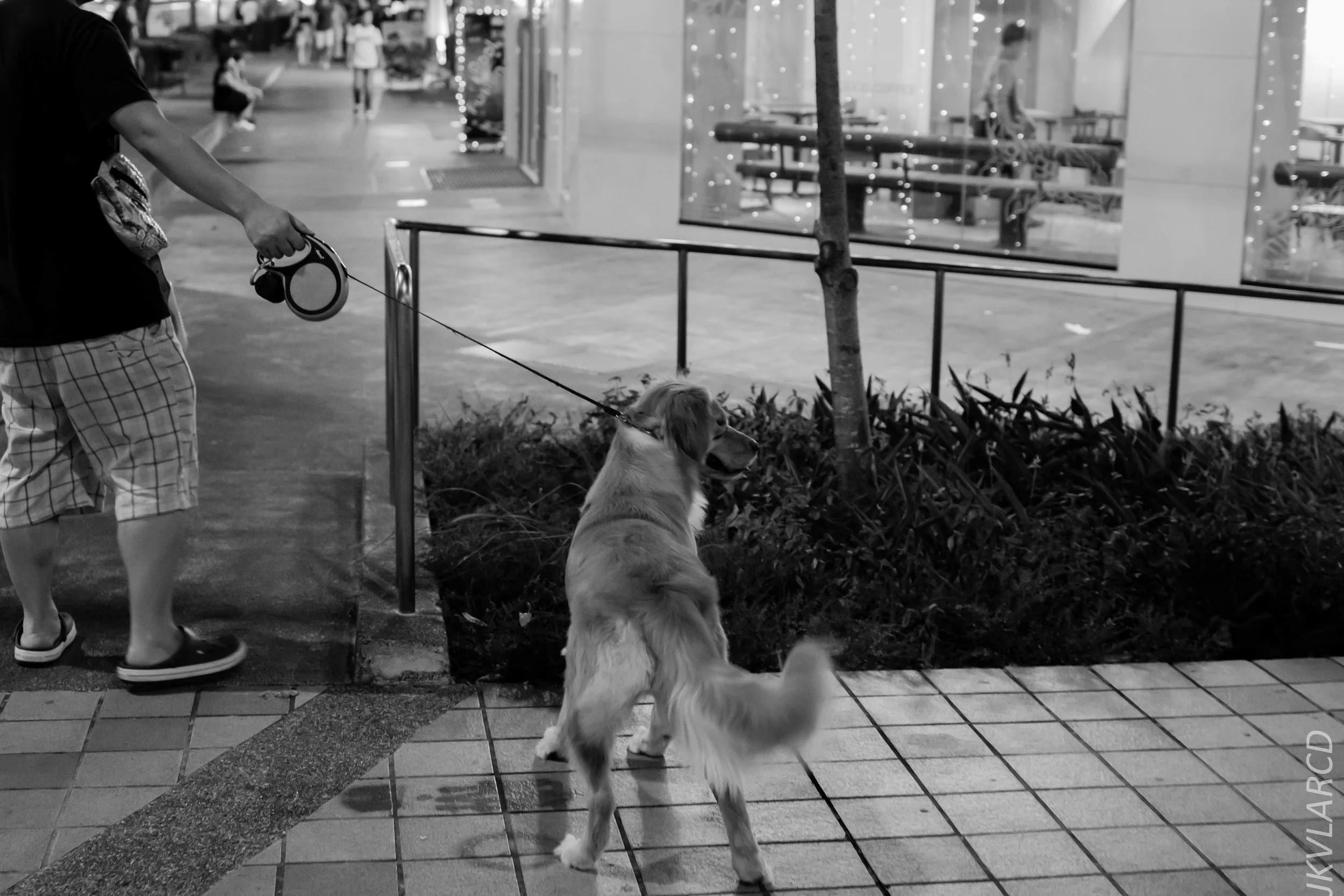 EOS 7D Mark II_2019_08_03_5994.jpg