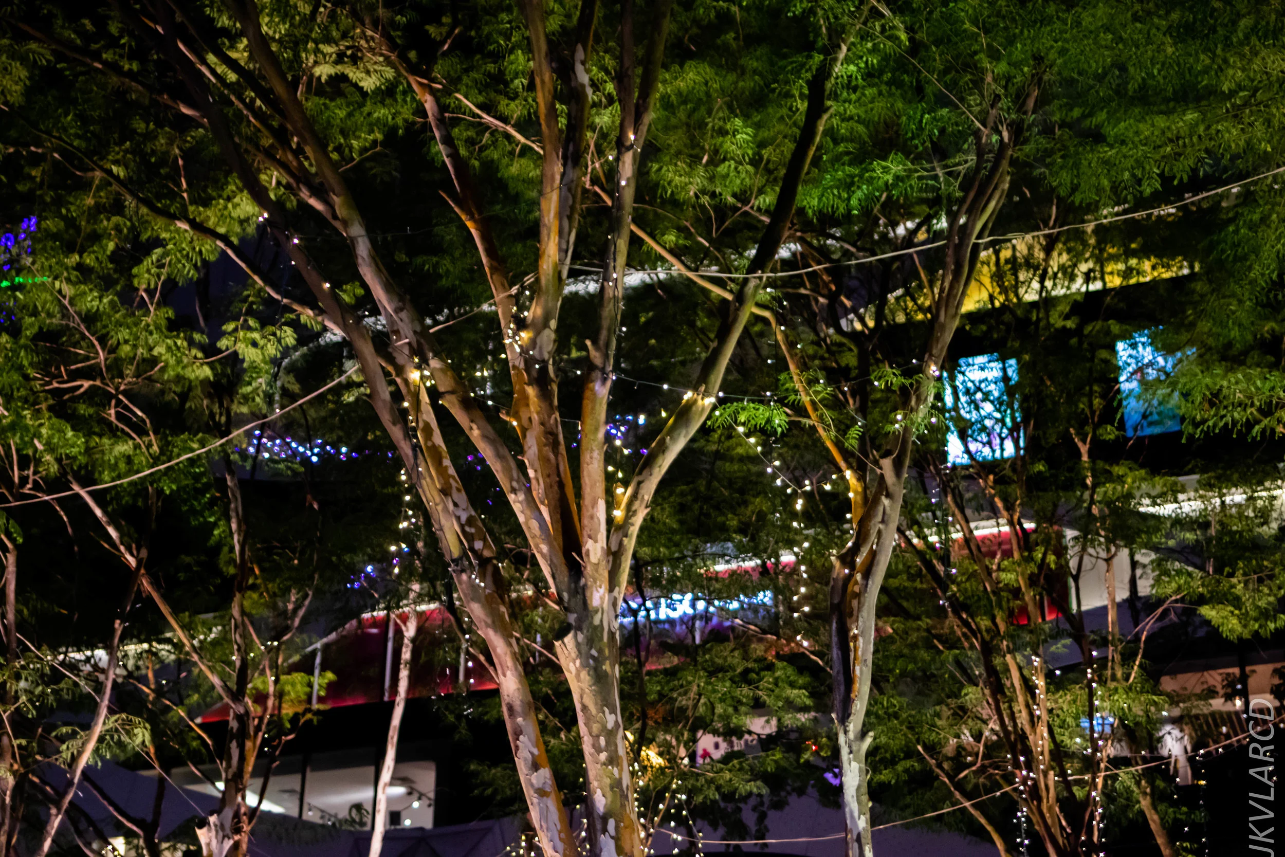 EOS 7D Mark II_2019_08_08_6216.jpg