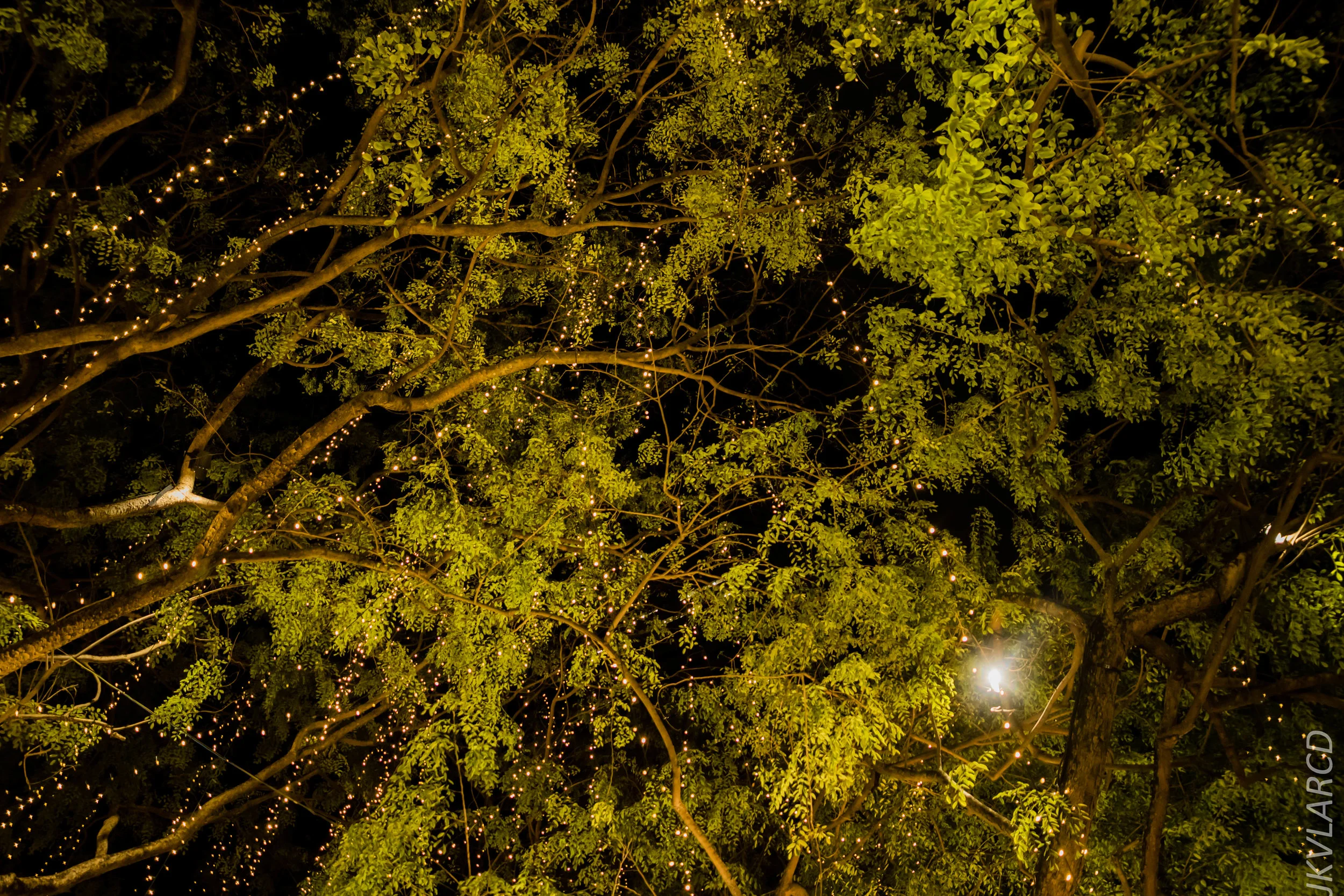 EOS 7D Mark II_2019_08_30_6621.jpg