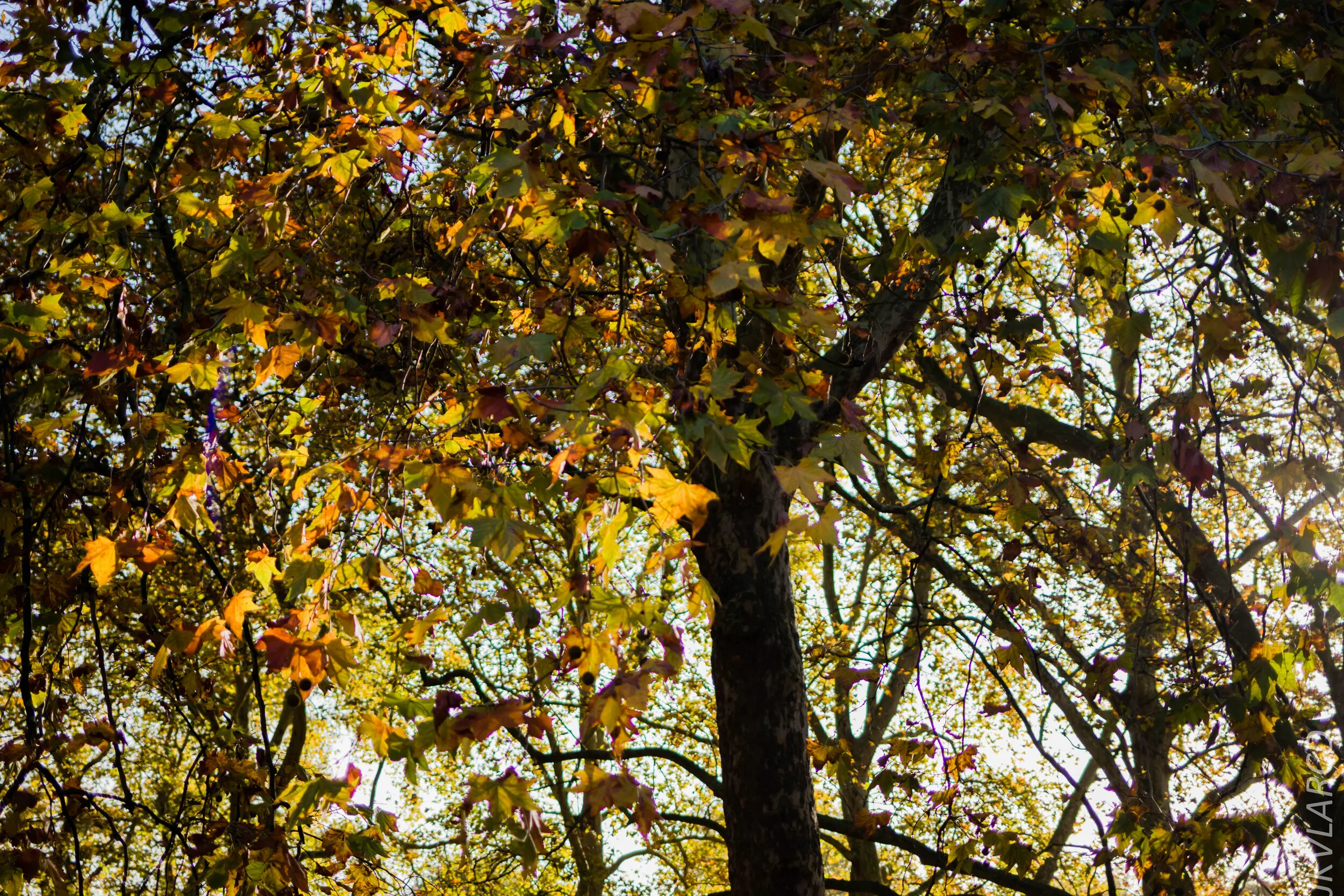 EOS 7D Mark II_2019_11_03_7328.jpg