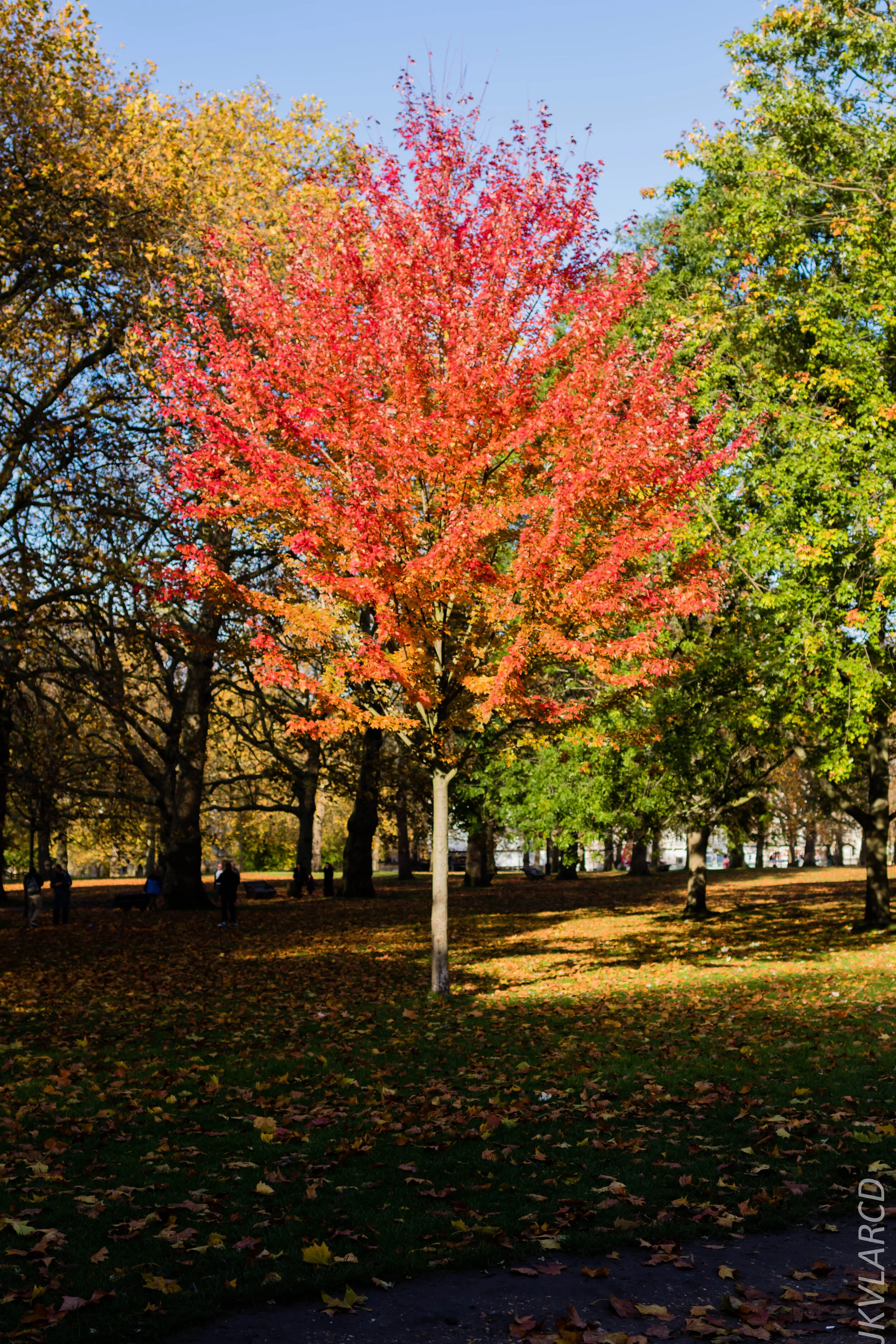 EOS 7D Mark II_2019_11_03_7331.jpg