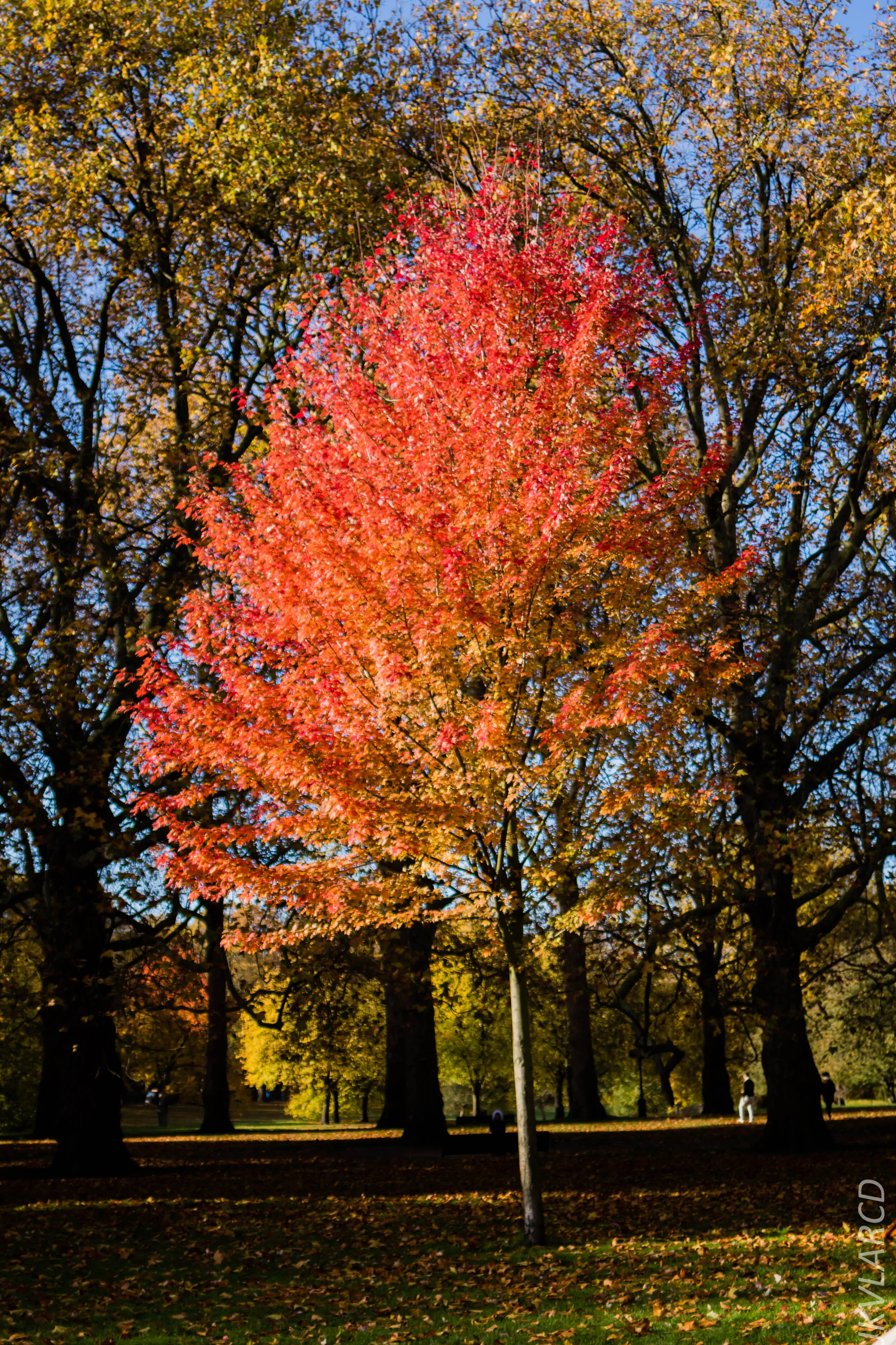 EOS 7D Mark II_2019_11_03_7330.jpg