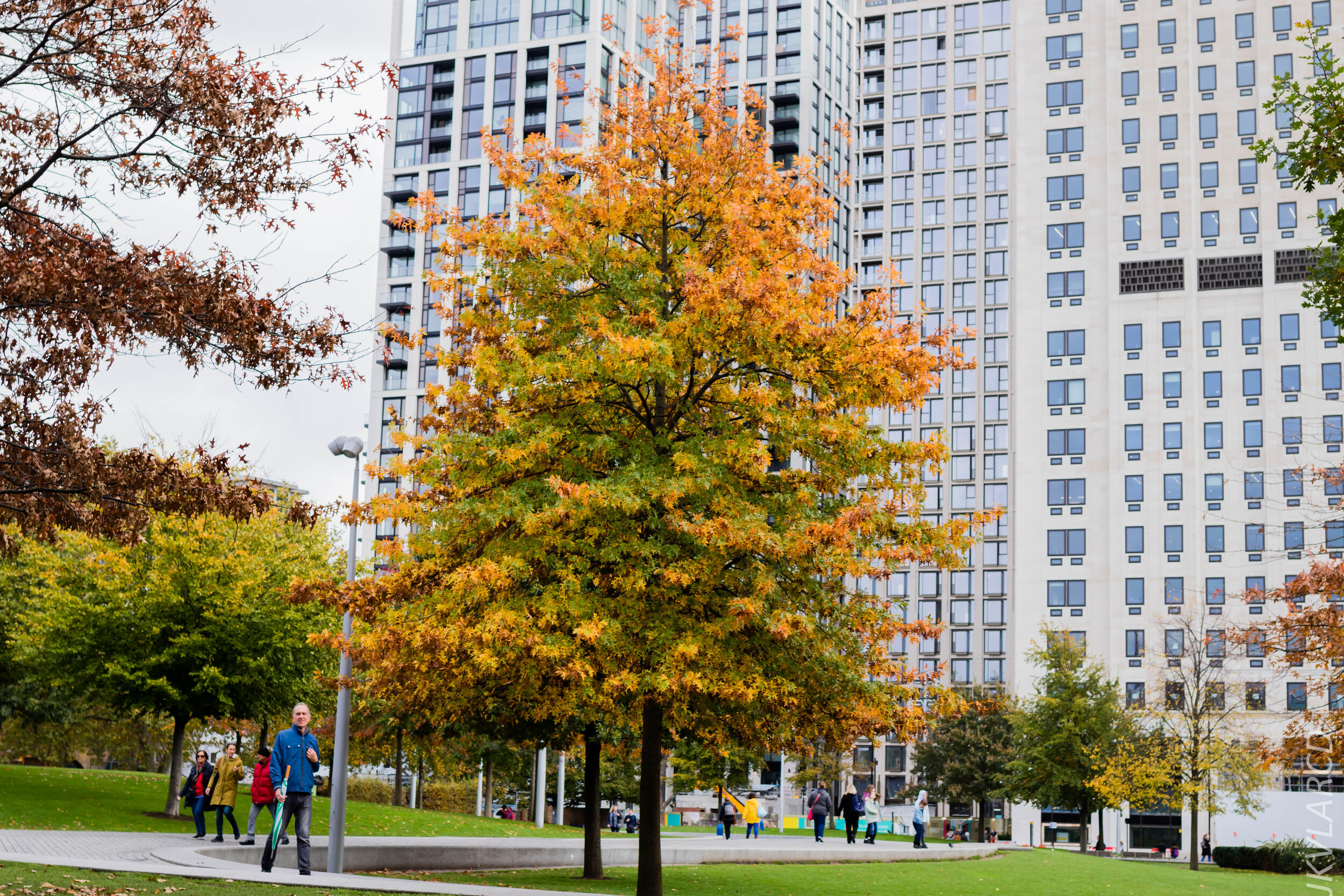 EOS 7D Mark II_2019_11_03_7422.jpg