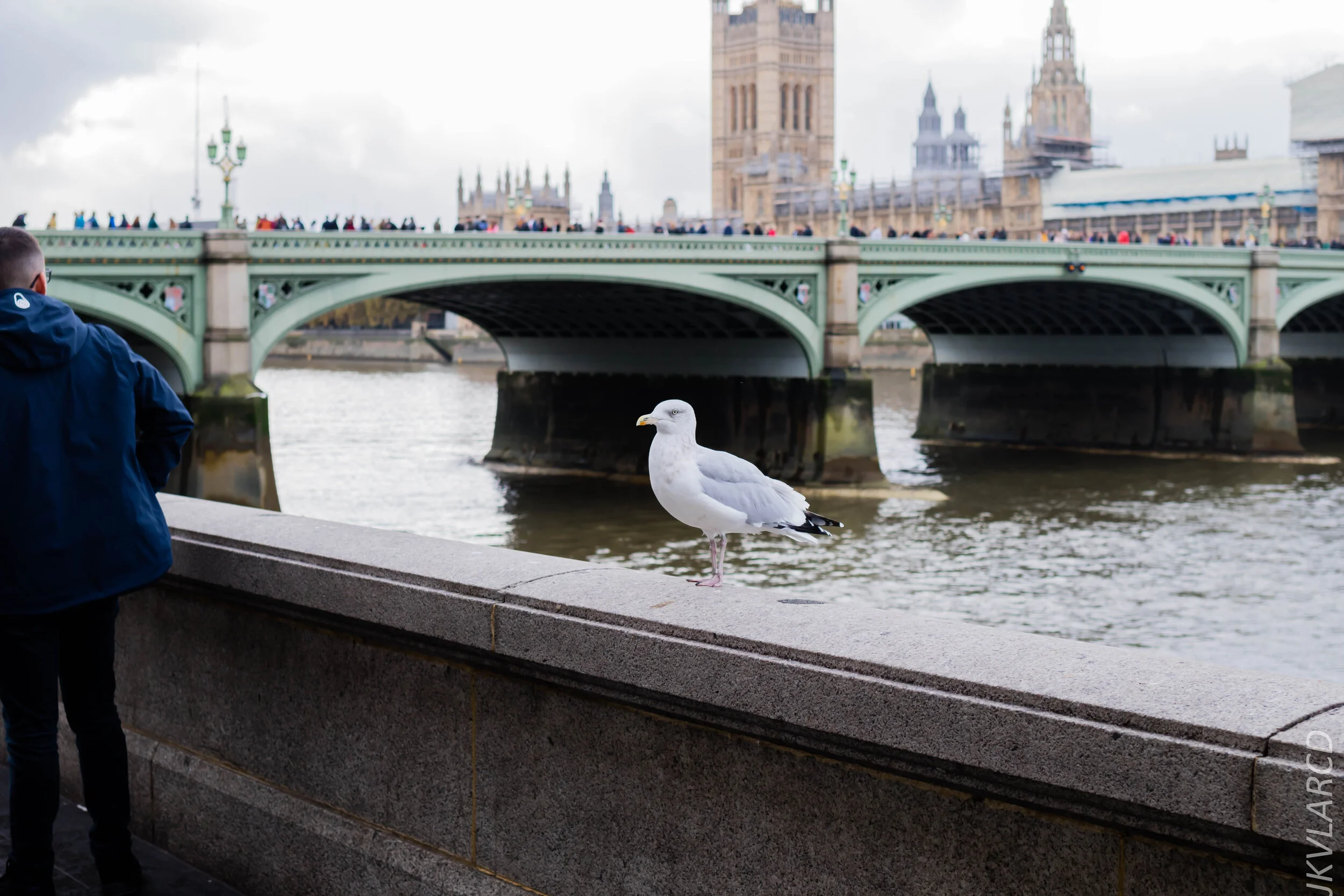 EOS 7D Mark II_2019_11_03_7426.jpg