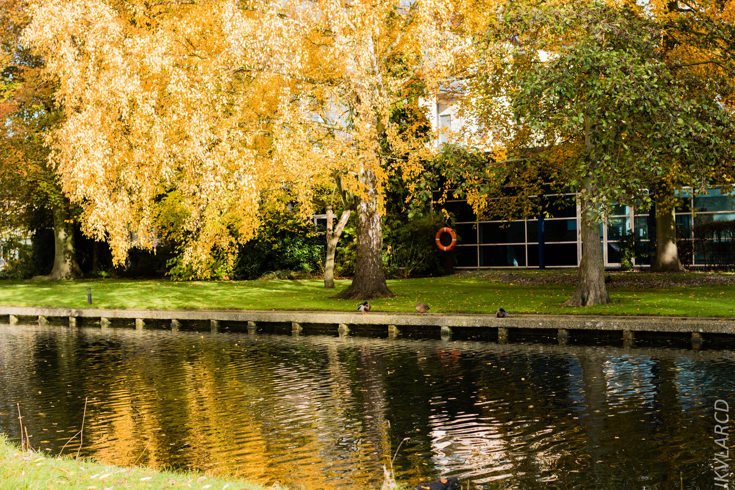 EOS 7D Mark II_2019_11_05_7553.jpg