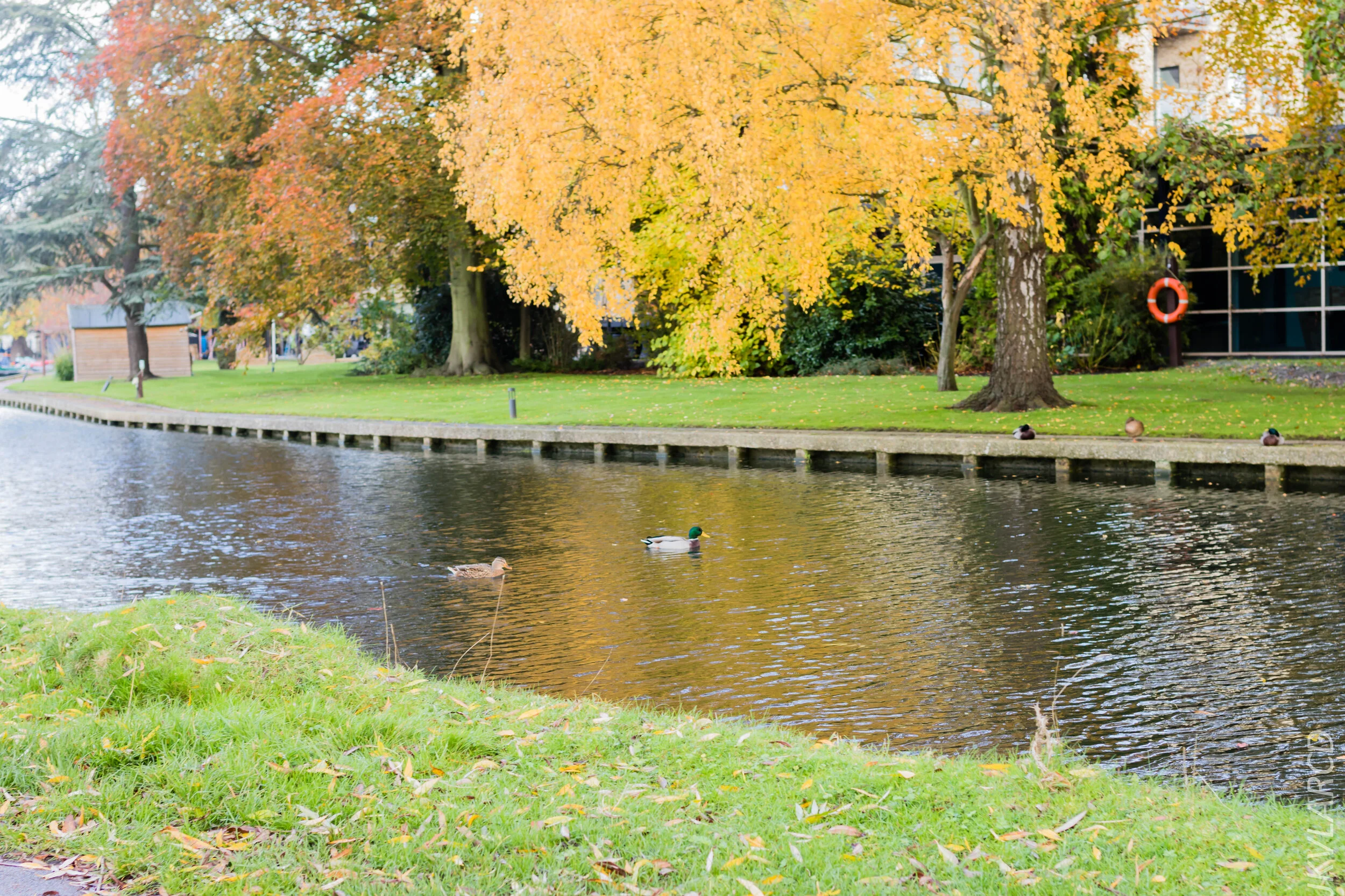 EOS 7D Mark II_2019_11_05_7557.jpg