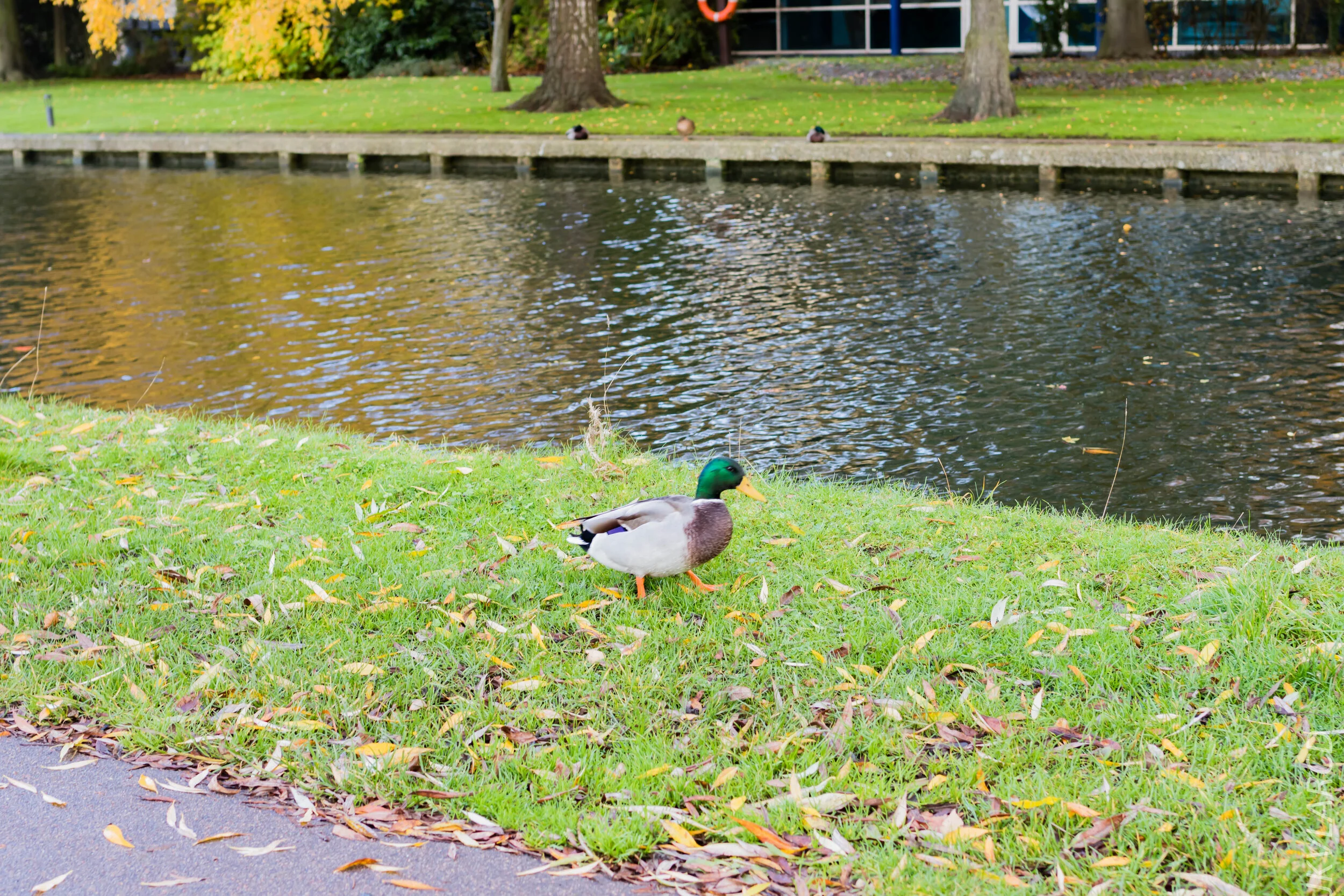 EOS 7D Mark II_2019_11_05_7561.jpg