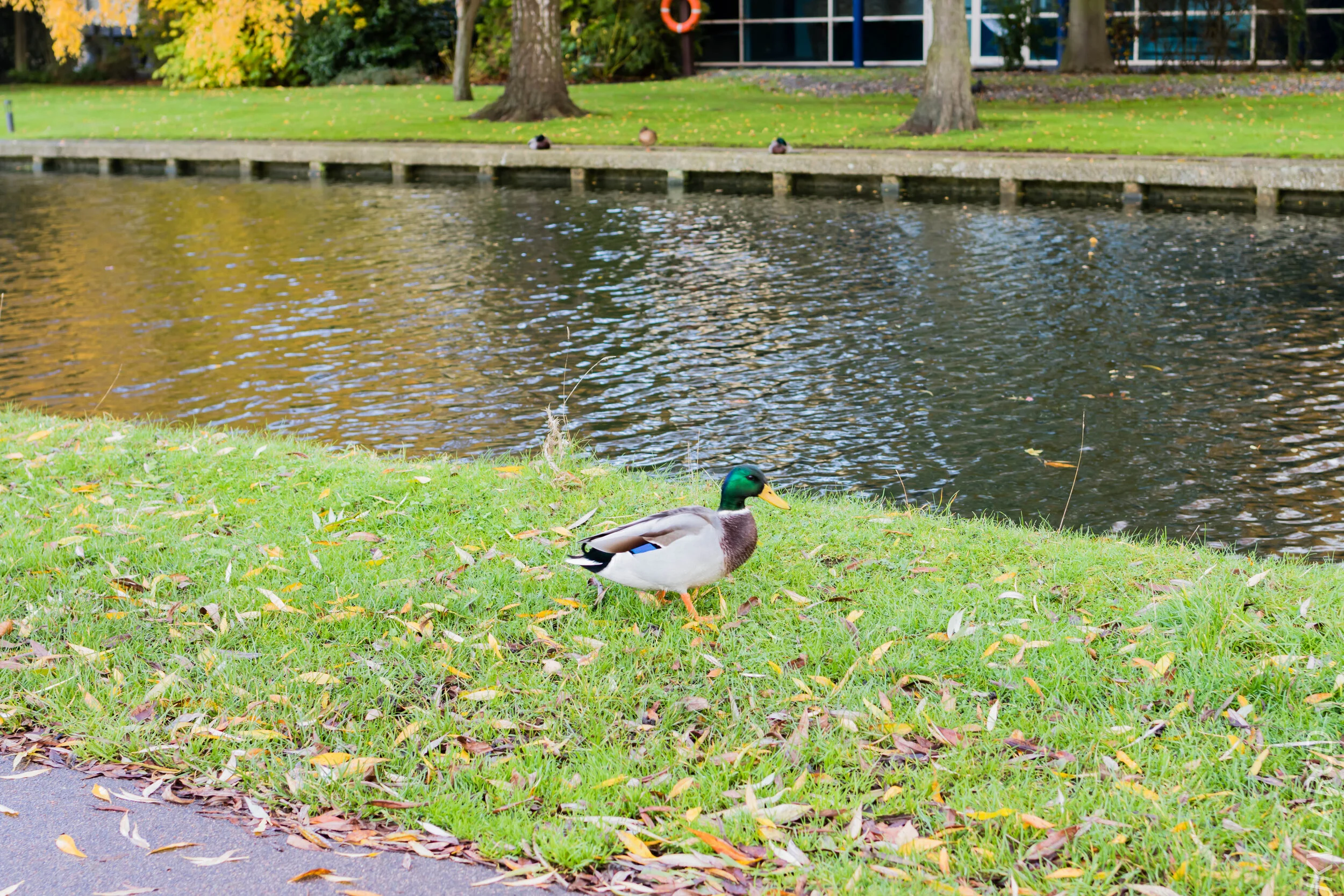 EOS 7D Mark II_2019_11_05_7562.jpg