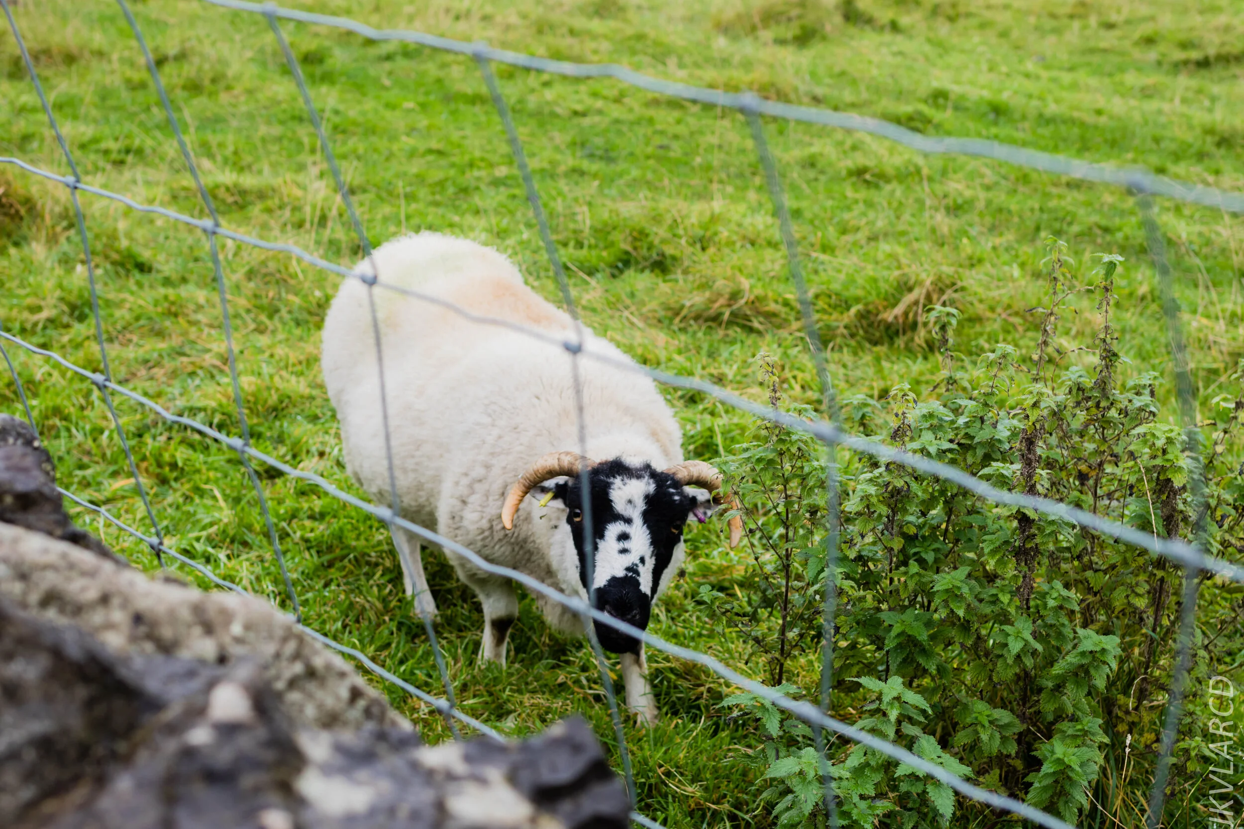 EOS 7D Mark II_2019_11_06_7593.jpg