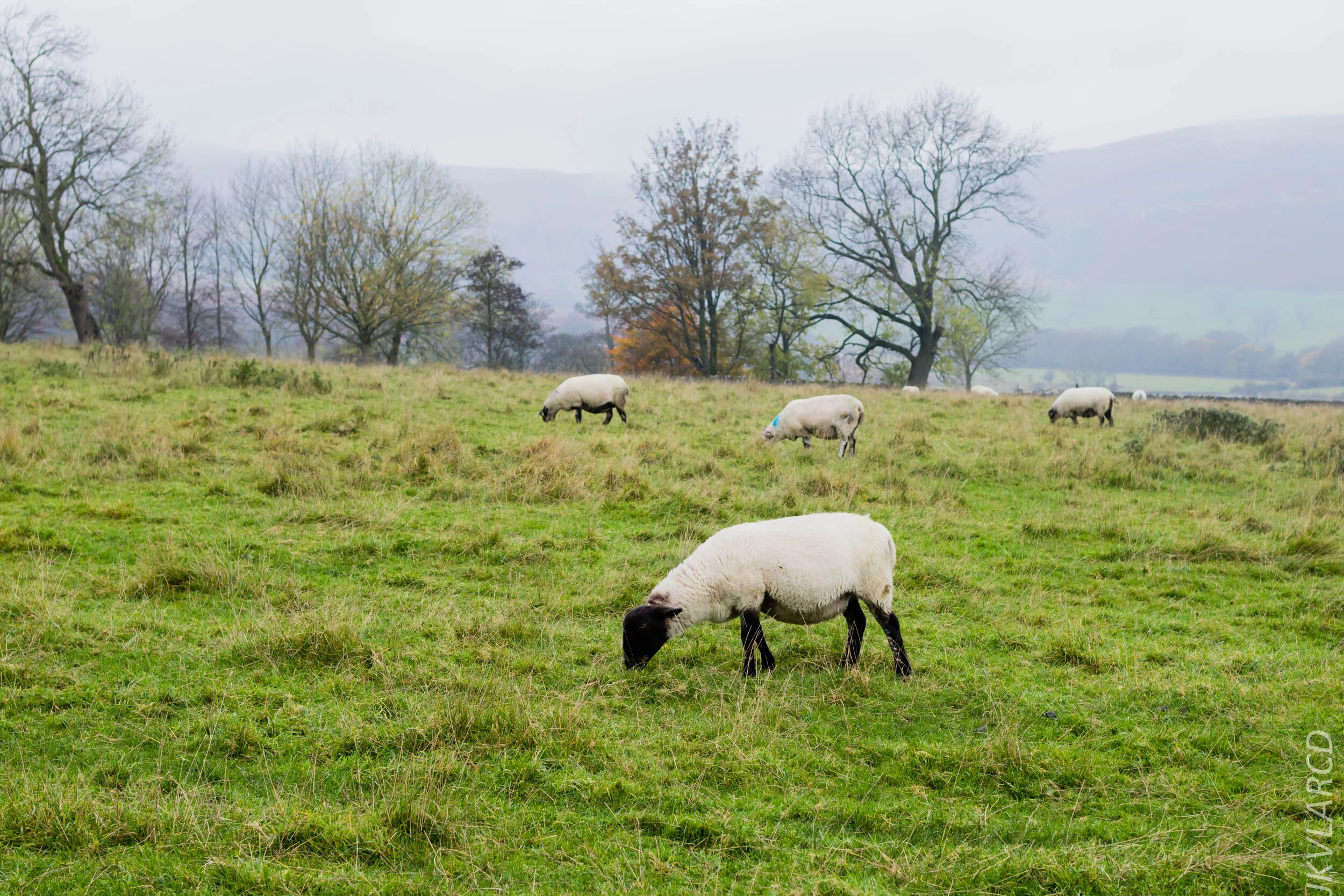 EOS 7D Mark II_2019_11_06_7595.jpg
