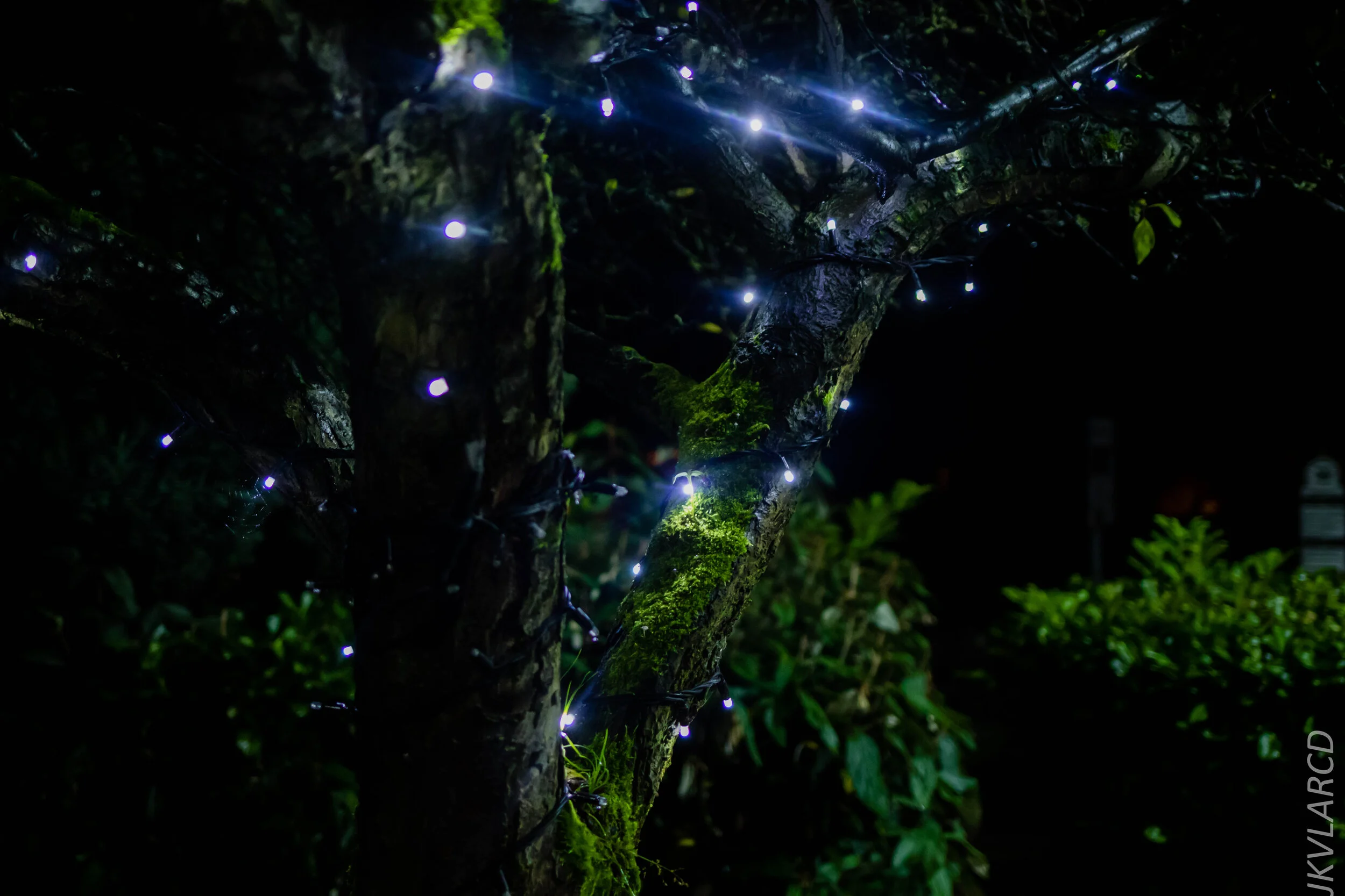 EOS 7D Mark II_2019_11_06_7622.jpg