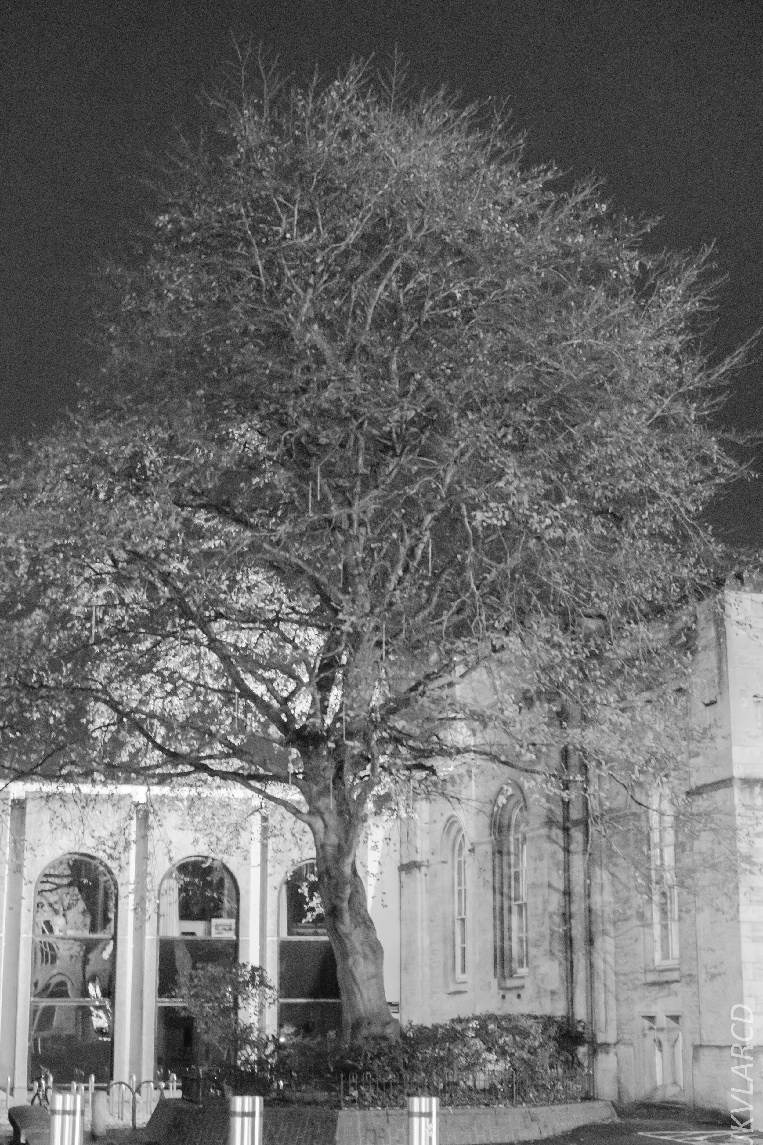 EOS 7D Mark II_2019_11_10_7881.jpg